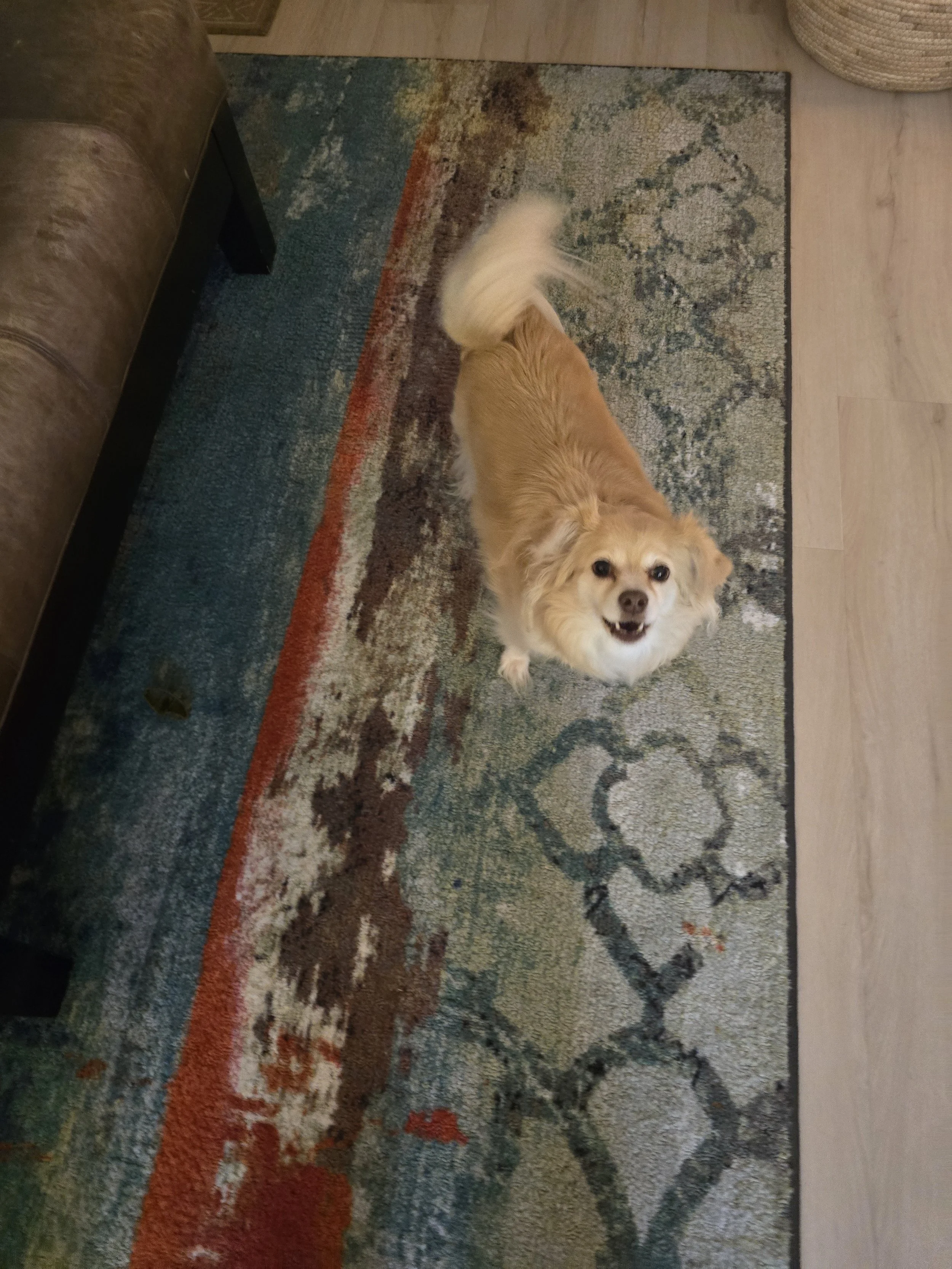 A small, light-colored dog with fluffy tail looking up on a patterned rug, with part of a brown couch and a basket in the background.