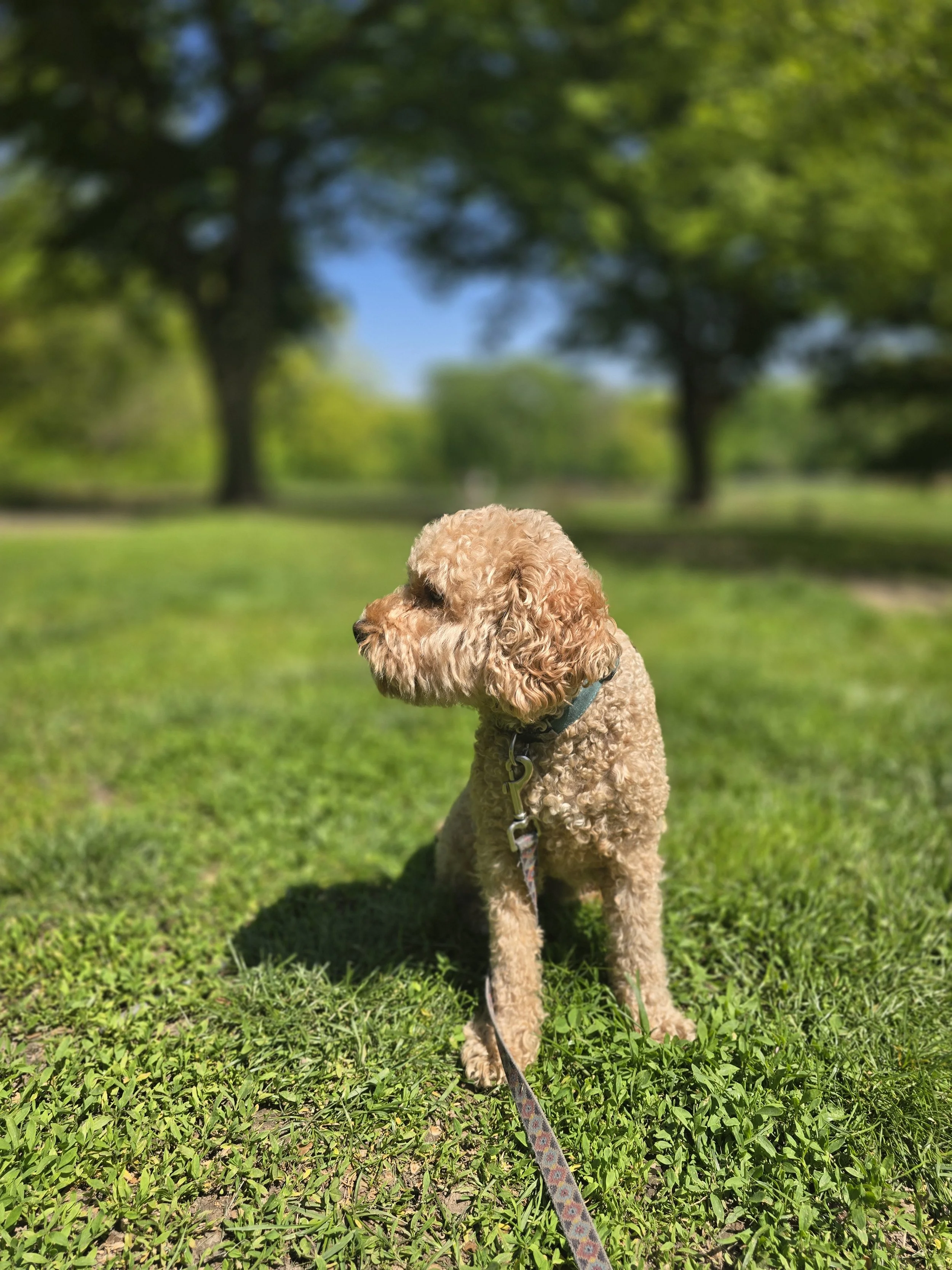 A tan, curly-haired dog sitting on green grass with trees and a blue sky in the background.