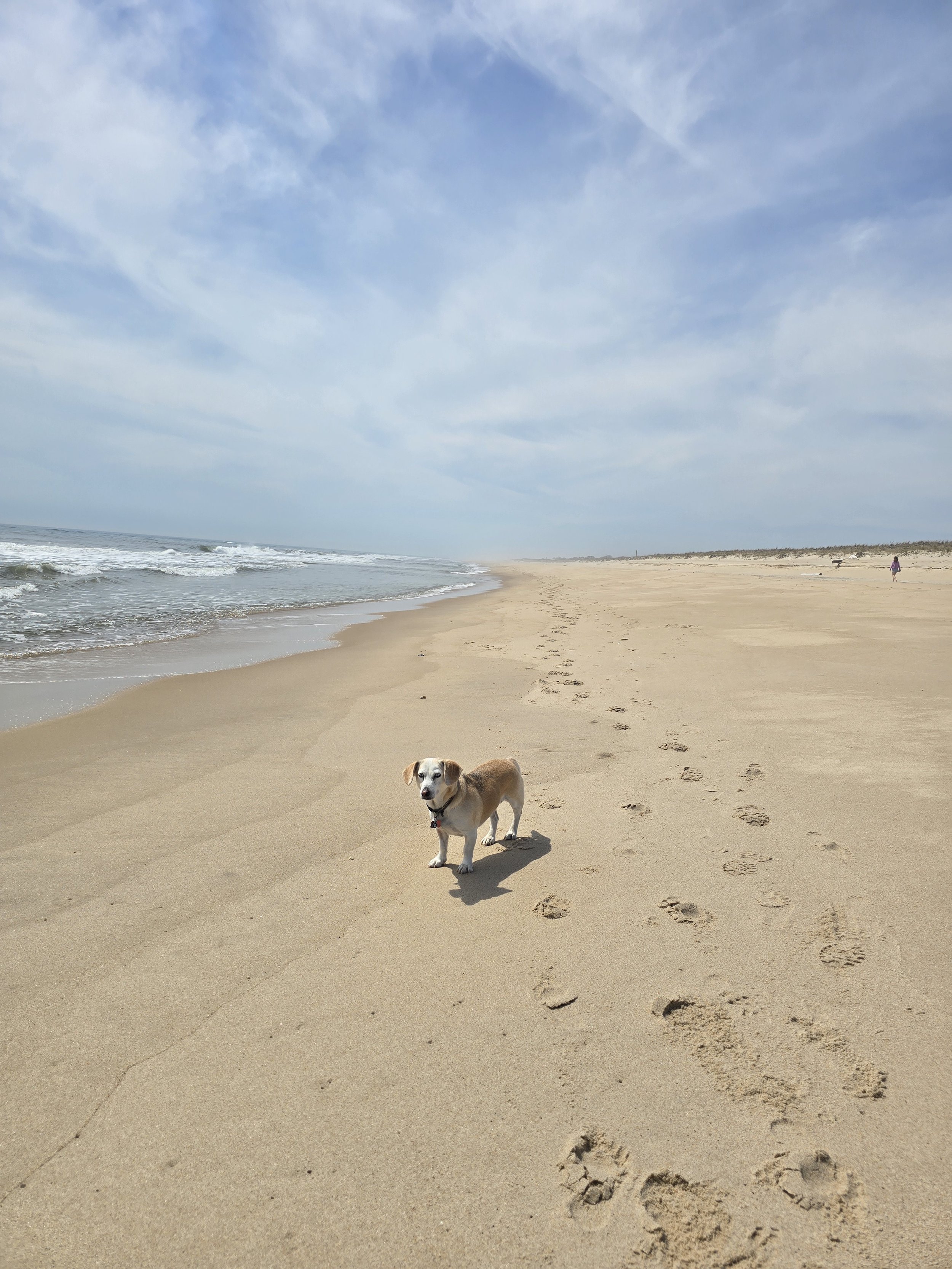 Dog standing on sandy beach near shoreline with footprints leading towards it, ocean waves, clear sky with some clouds, a person walking in the distance.