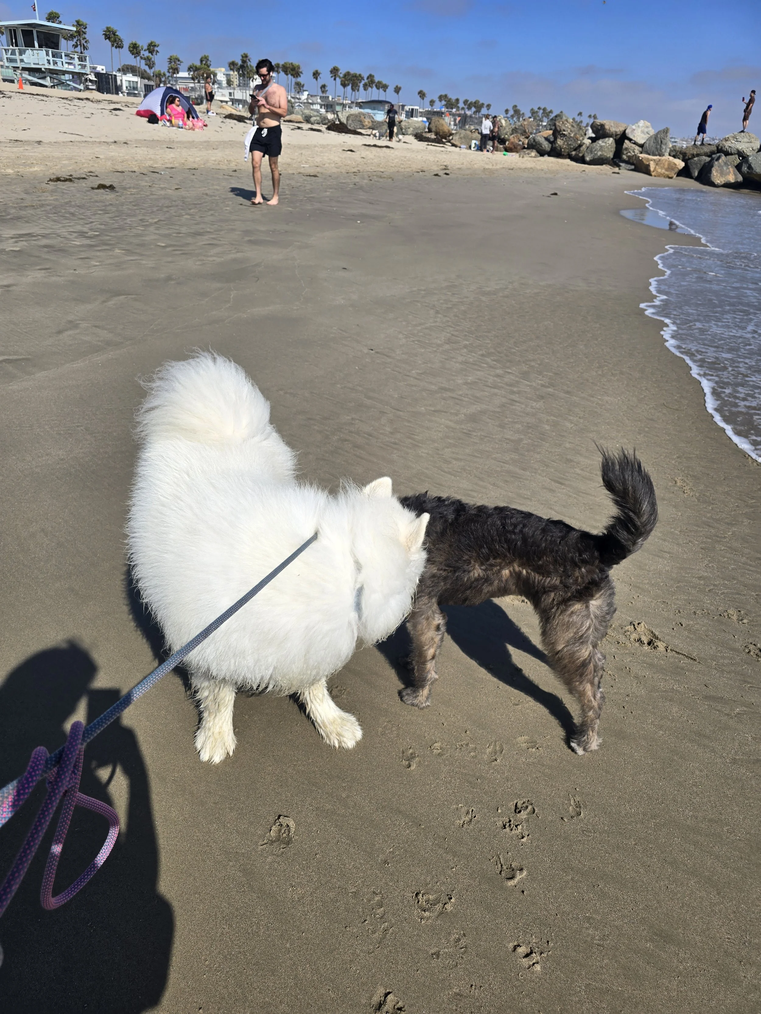 Two dogs, one white and fluffy and the other black and brown, walk on the sandy beach with a man in swimwear looking at his phone in the background, and people near large rocks and beachfront houses under a blue sky.