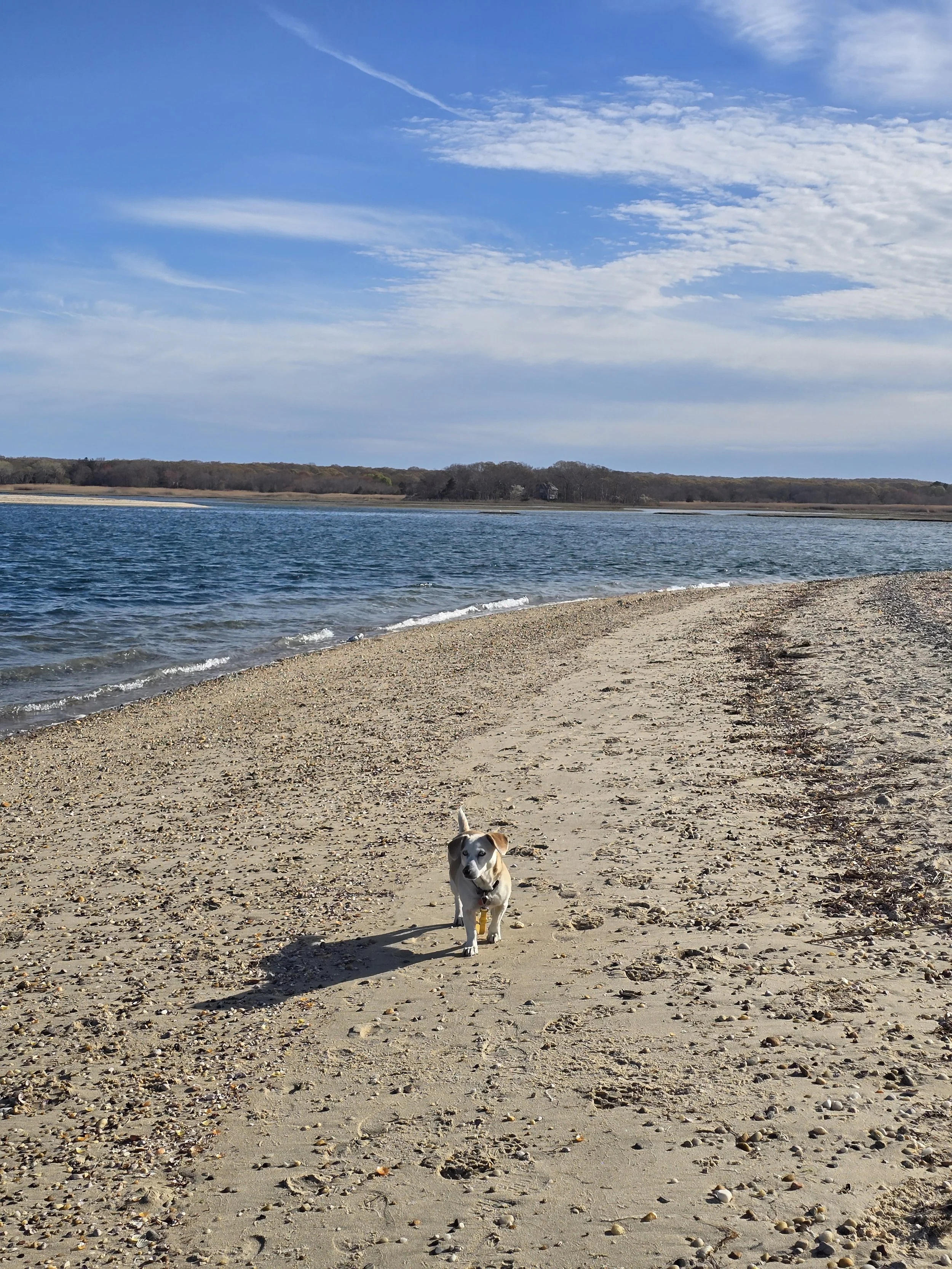 A small dog with black and white fur walking on a sandy beach near a body of water, with trees and a partly cloudy sky in the background.