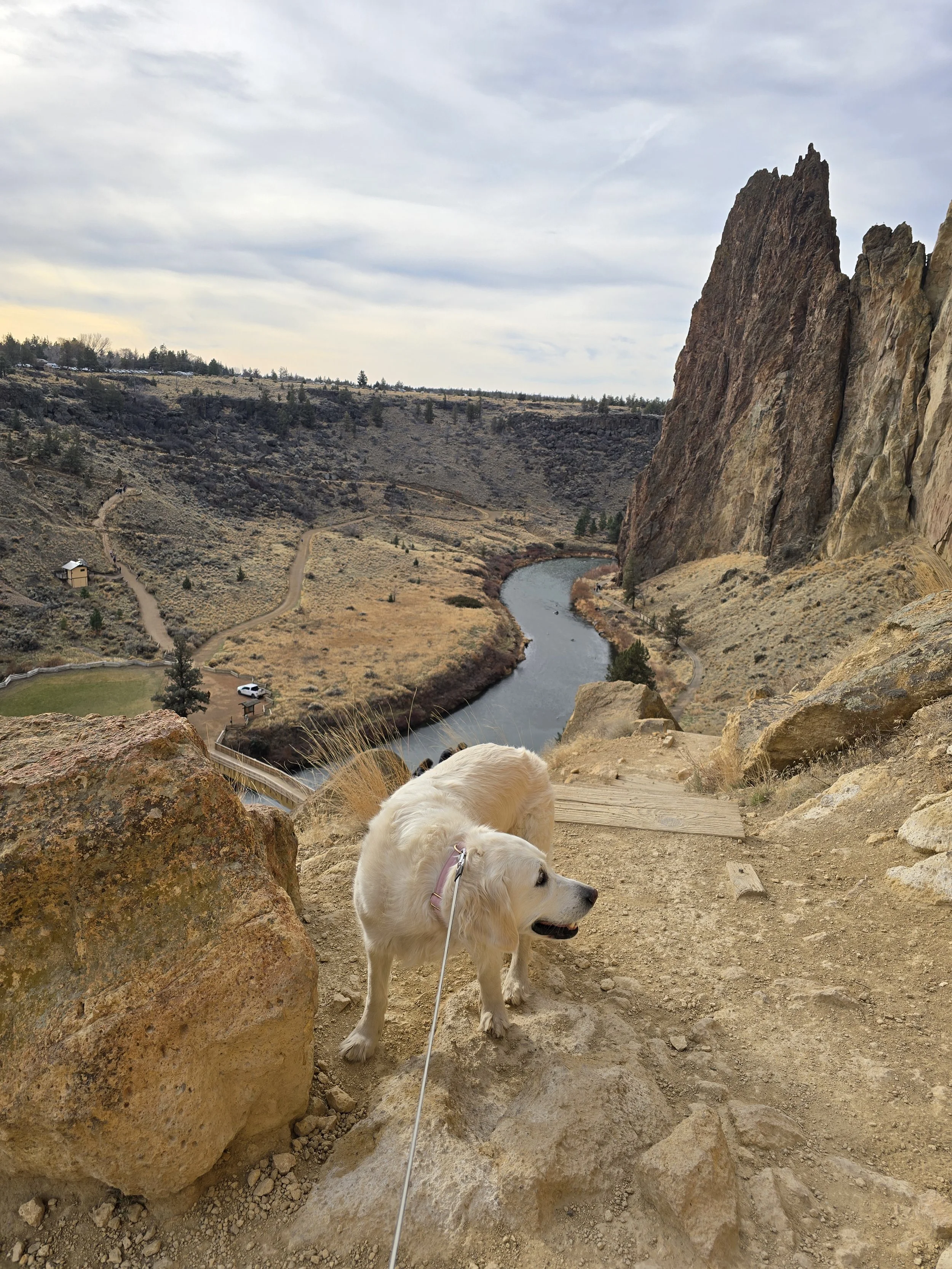 A white dog with a pink collar standing on a rocky trail with a large rock in the foreground, overlooking a valley with a river, dry grass, trees, and a cloudy sky.