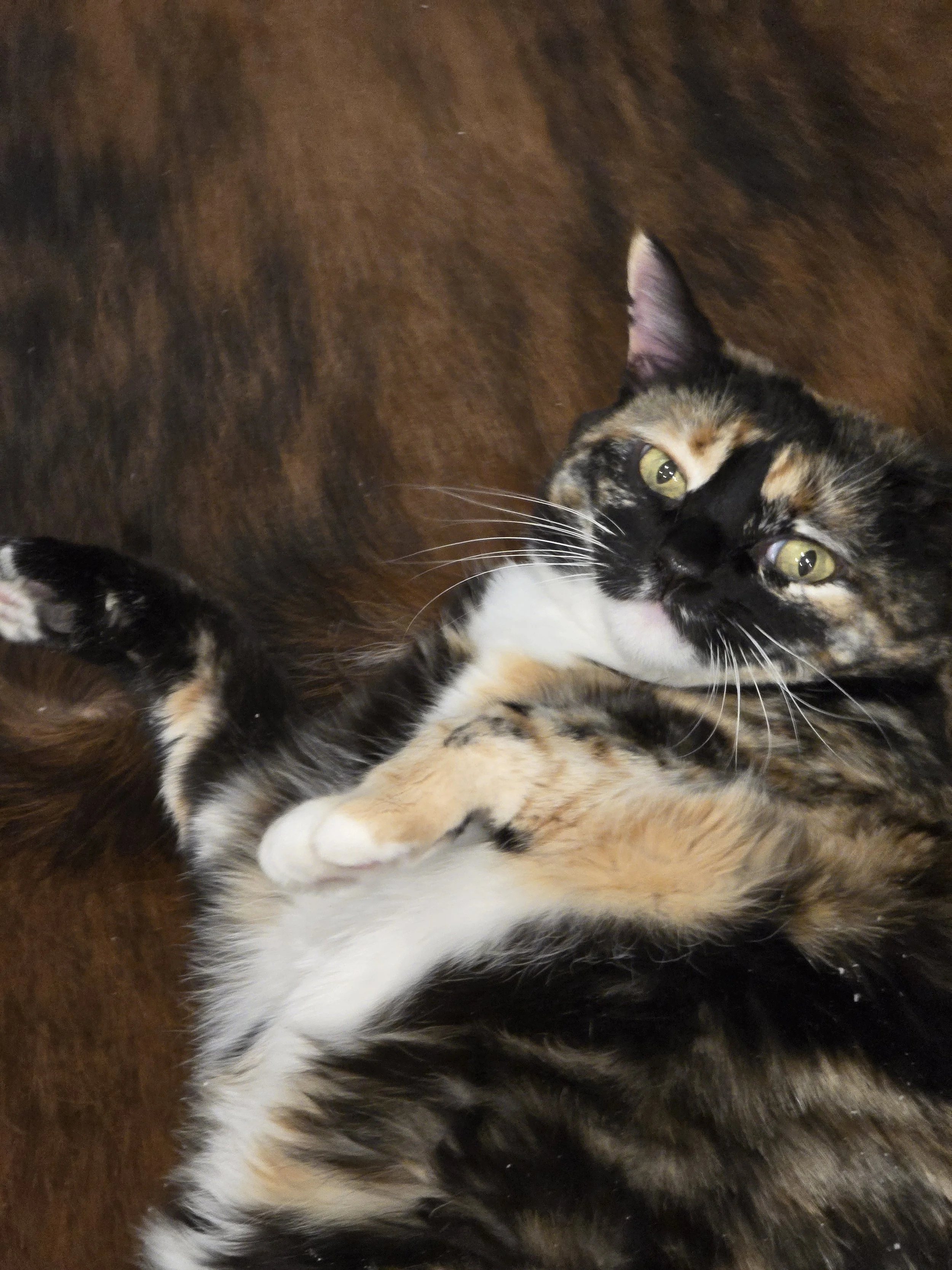 A calico cat lying on a wooden floor, looking up at the camera with green eyes.