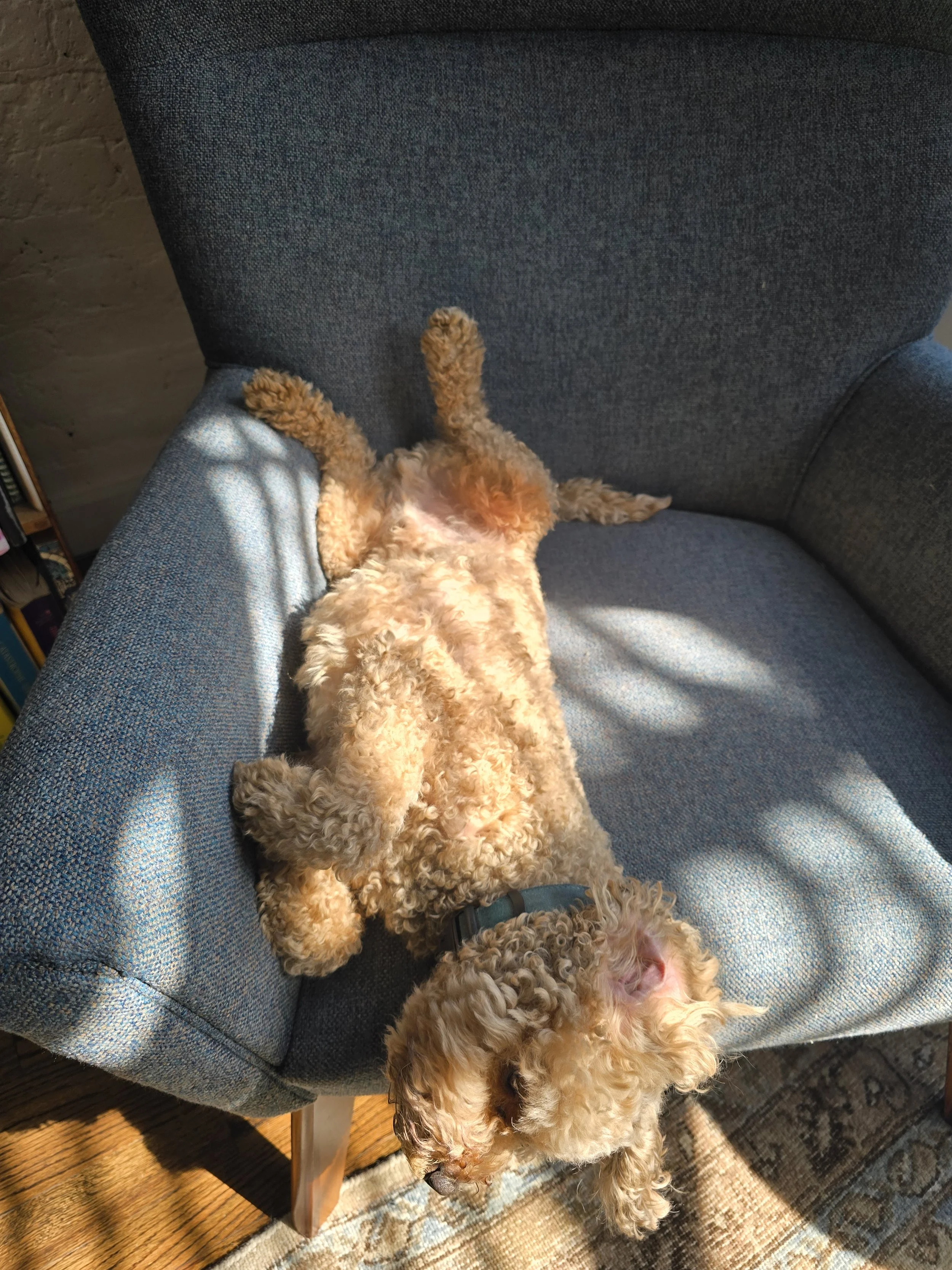 A curly-haired dog lying on its back on a blue upholstered chair, with its legs up and head hanging off the edge, in a room with wooden flooring, a rug, and furniture.