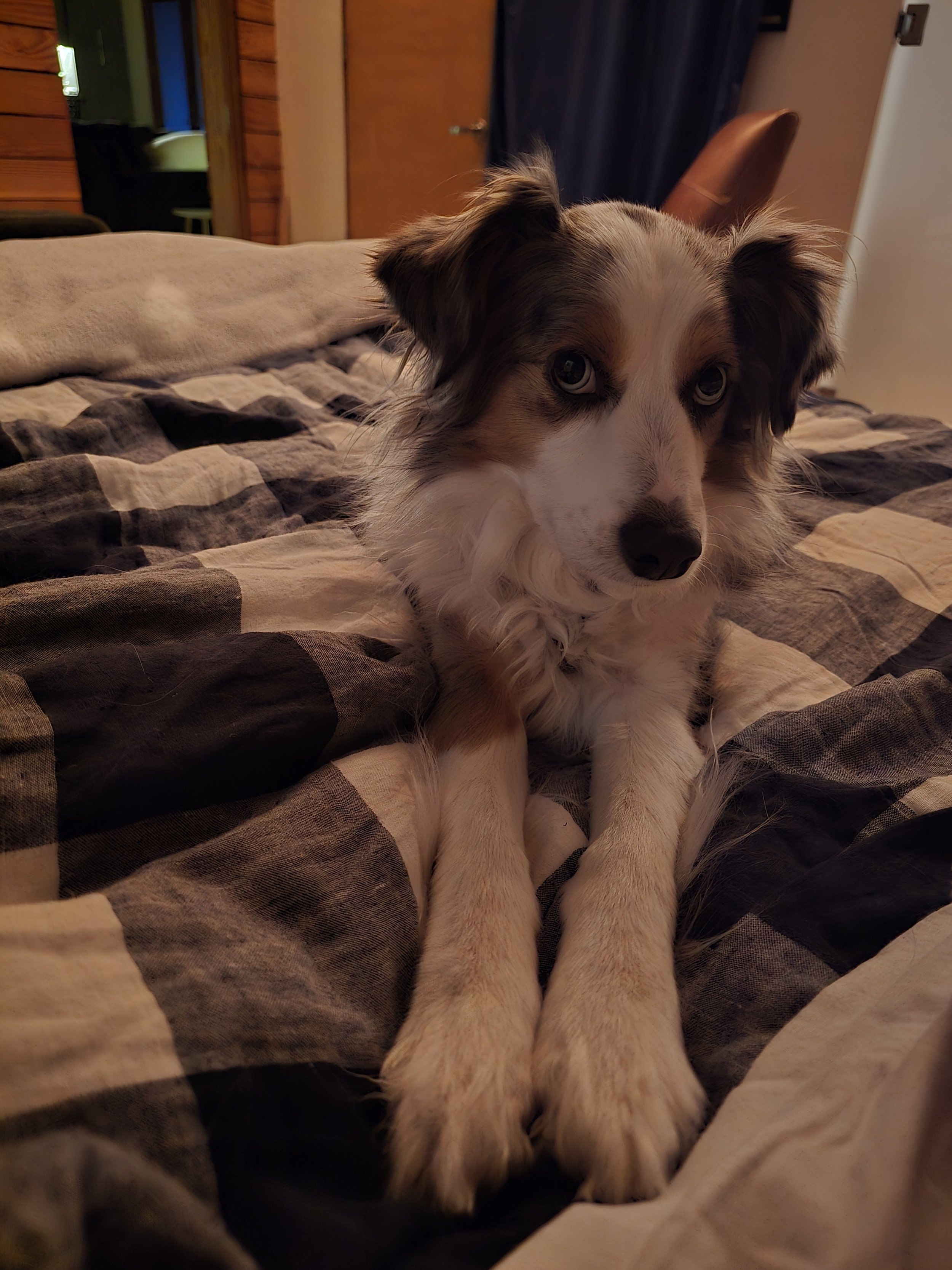 A dog with blue eyes and multicolored fur lying on a bed with a checkered blanket in a cozy room.