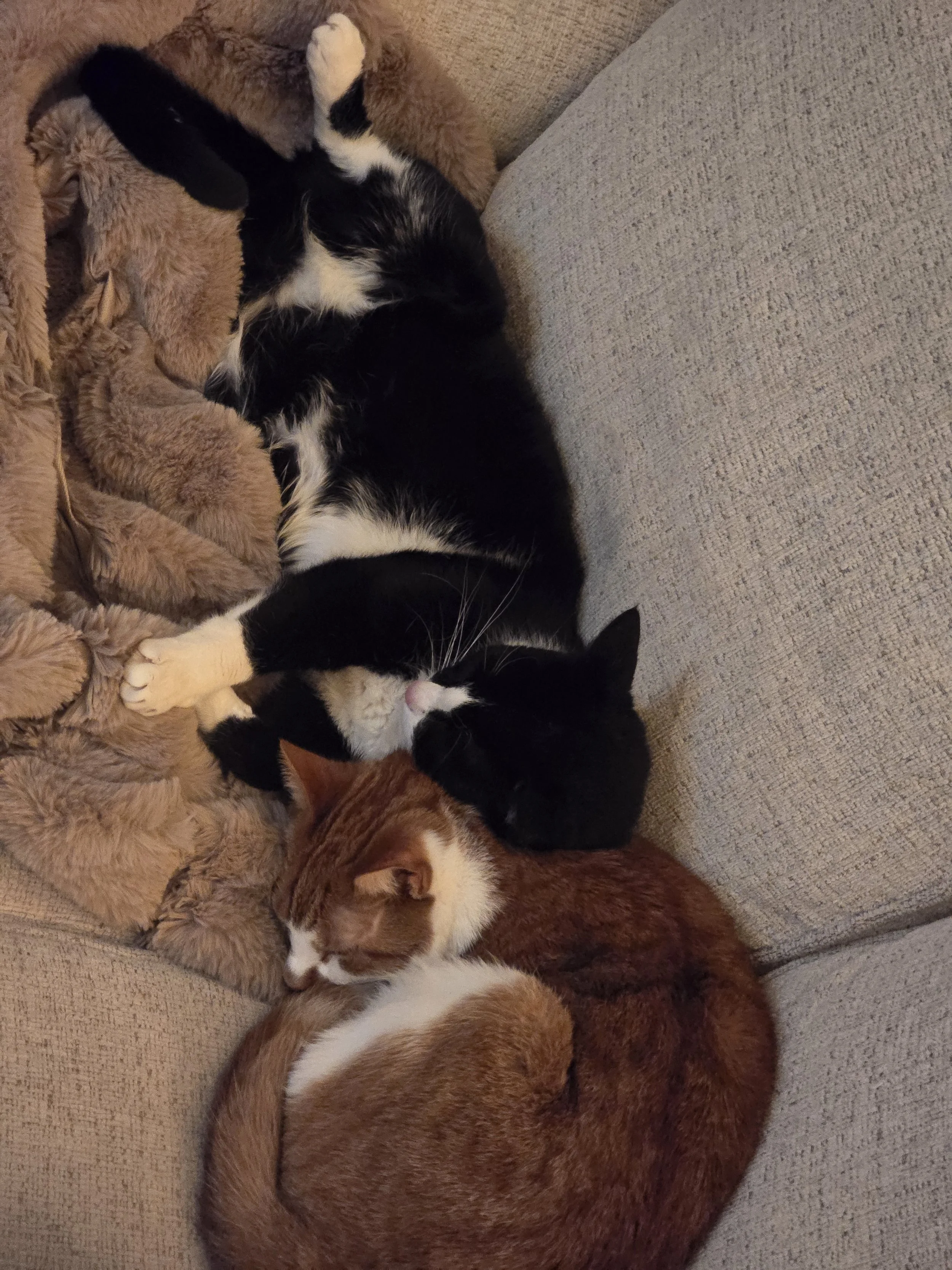 Five cats, including a black and white cat, an orange and white cat, a black cat, and two other cats with mixed colors, are sleeping in a cozy pile on a beige couch.