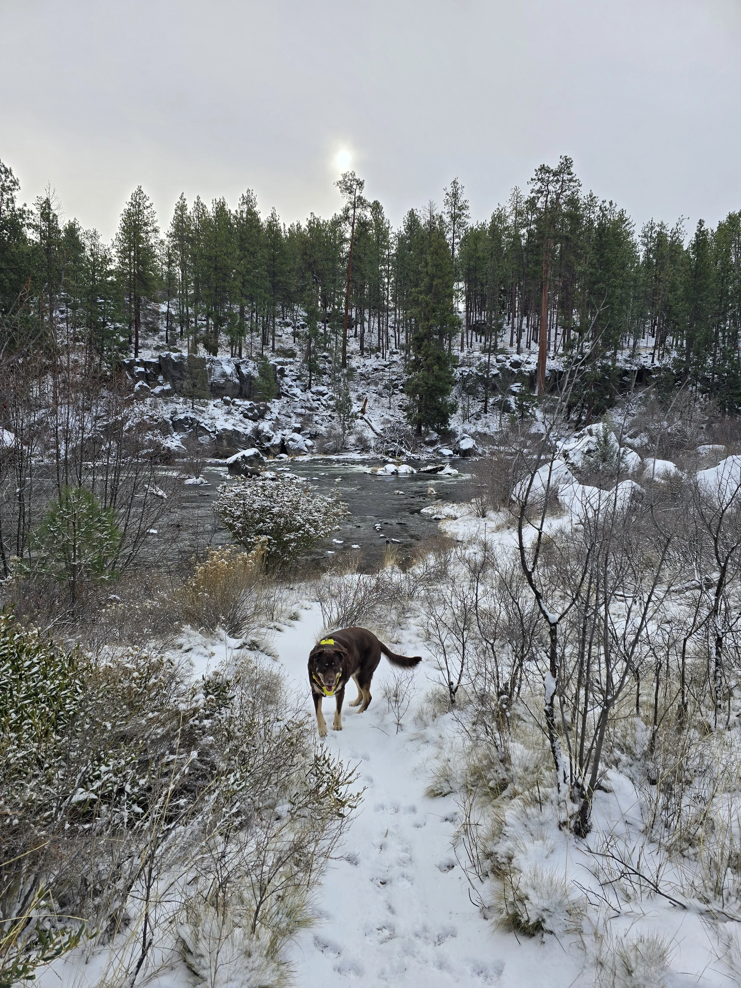A dog with a yellow collar walking on a snowy trail in a forest near a river, with snow-covered trees and rocks in the background and overcast sky.