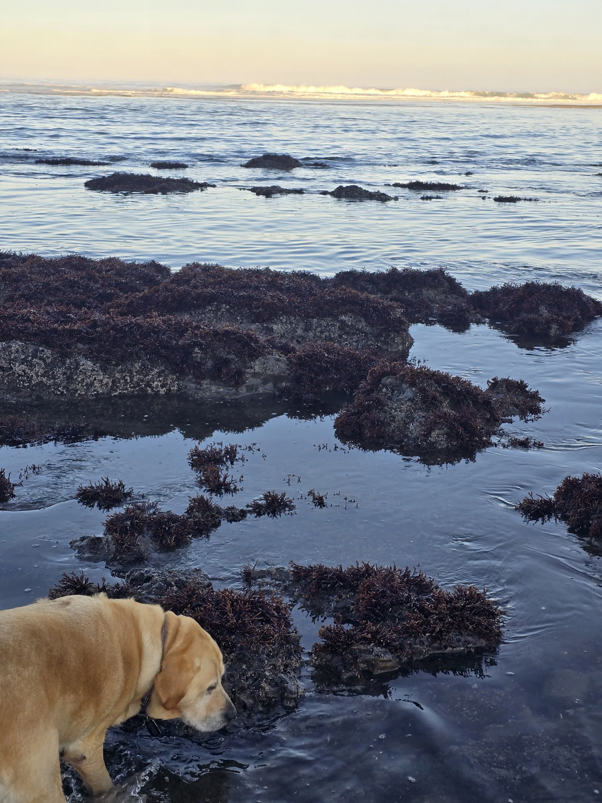 A yellow Labrador Retriever dog with a collar standing in shallow water near a rocky shoreline covered with dark seaweed, overlooking the ocean with waves in the background.