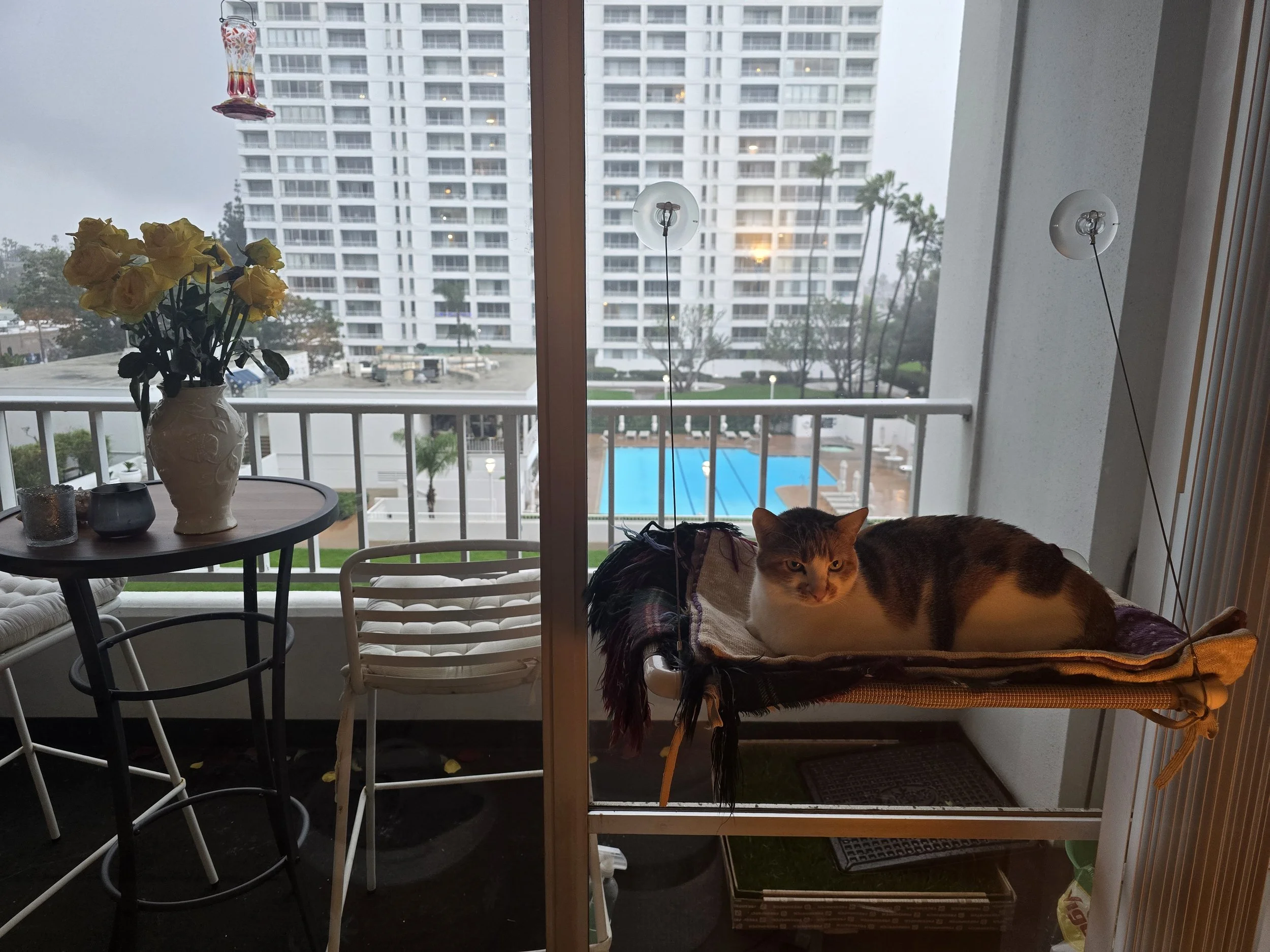 Balcony view of high-rise apartment building with palm trees and swimming pool, interior with vase of yellow roses, two lamps, and a sleeping cat on a patio chair.