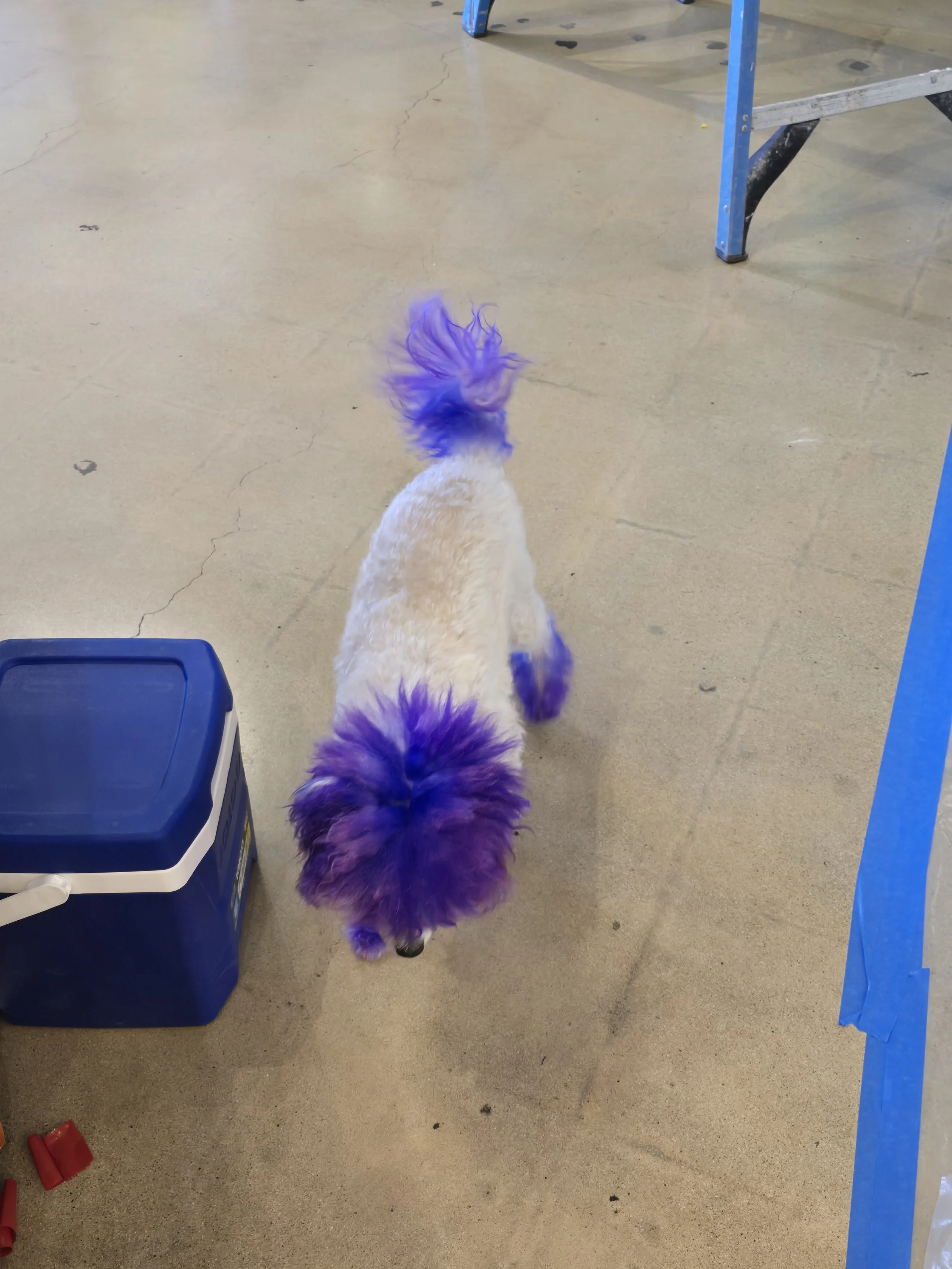 A light-colored dog with purple fur on its ears, tail, and paws walking on a concrete floor.