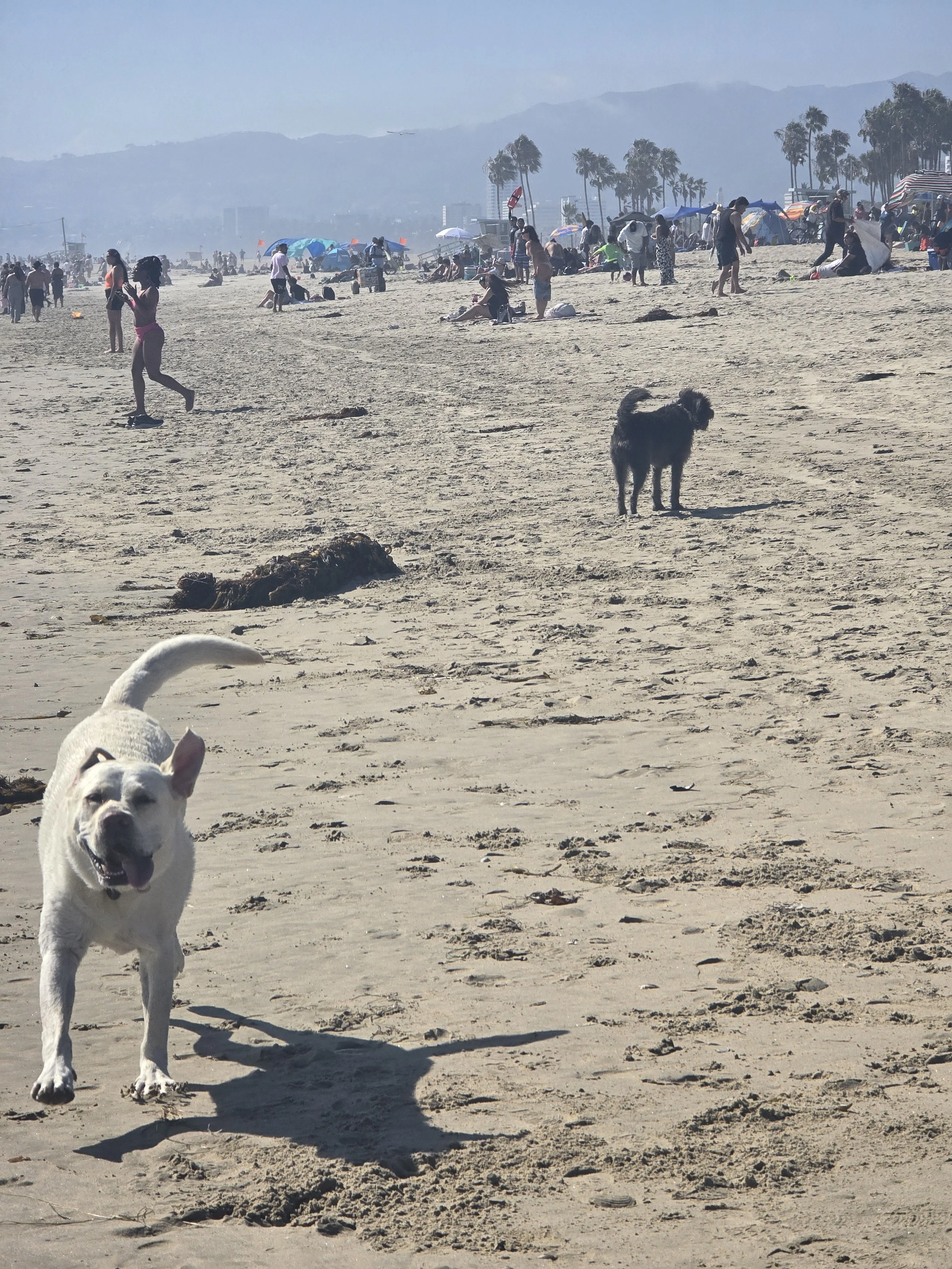 A busy beach scene with people relaxing, walking, and socializing on the sand, some under umbrellas, with a dog in the foreground and palm trees and mountains in the distance.