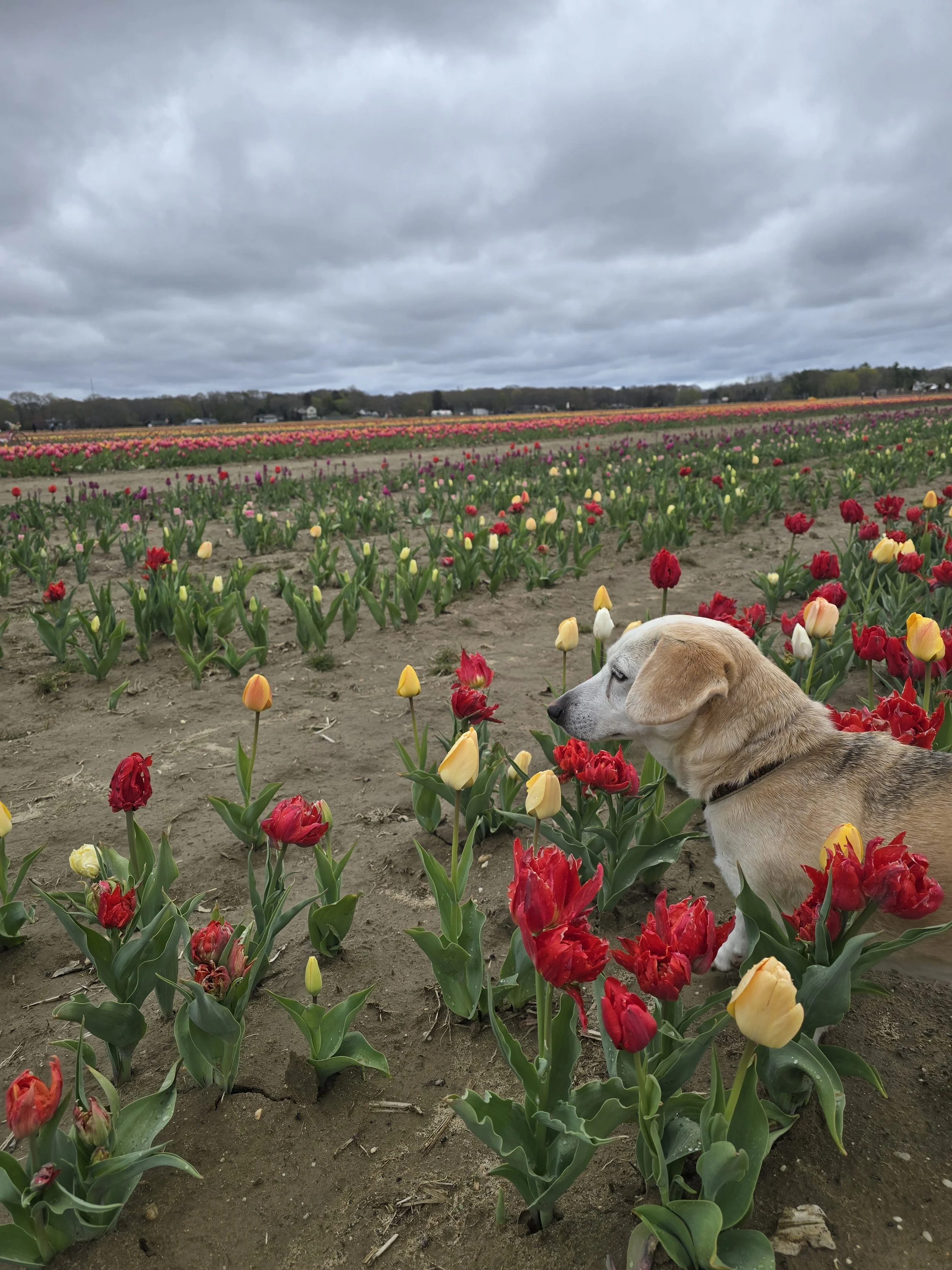 A field of colorful tulips in bloom under a cloudy sky, with a dog sitting among the flowers in the foreground.