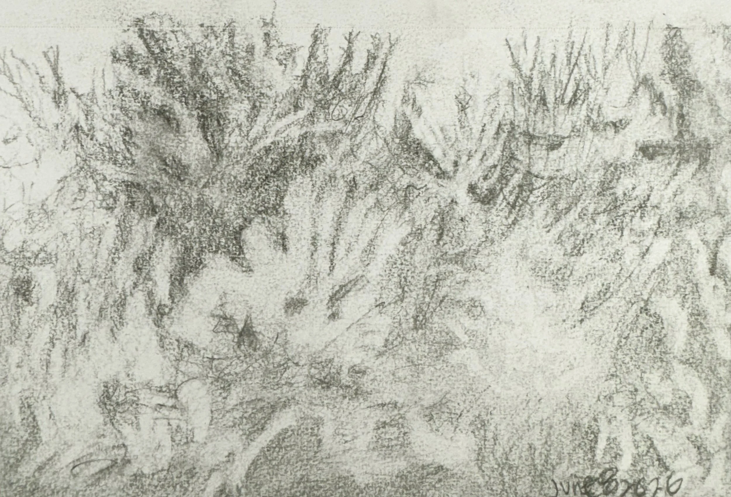 A black and white sketch of a tree, drawn with textured shading.