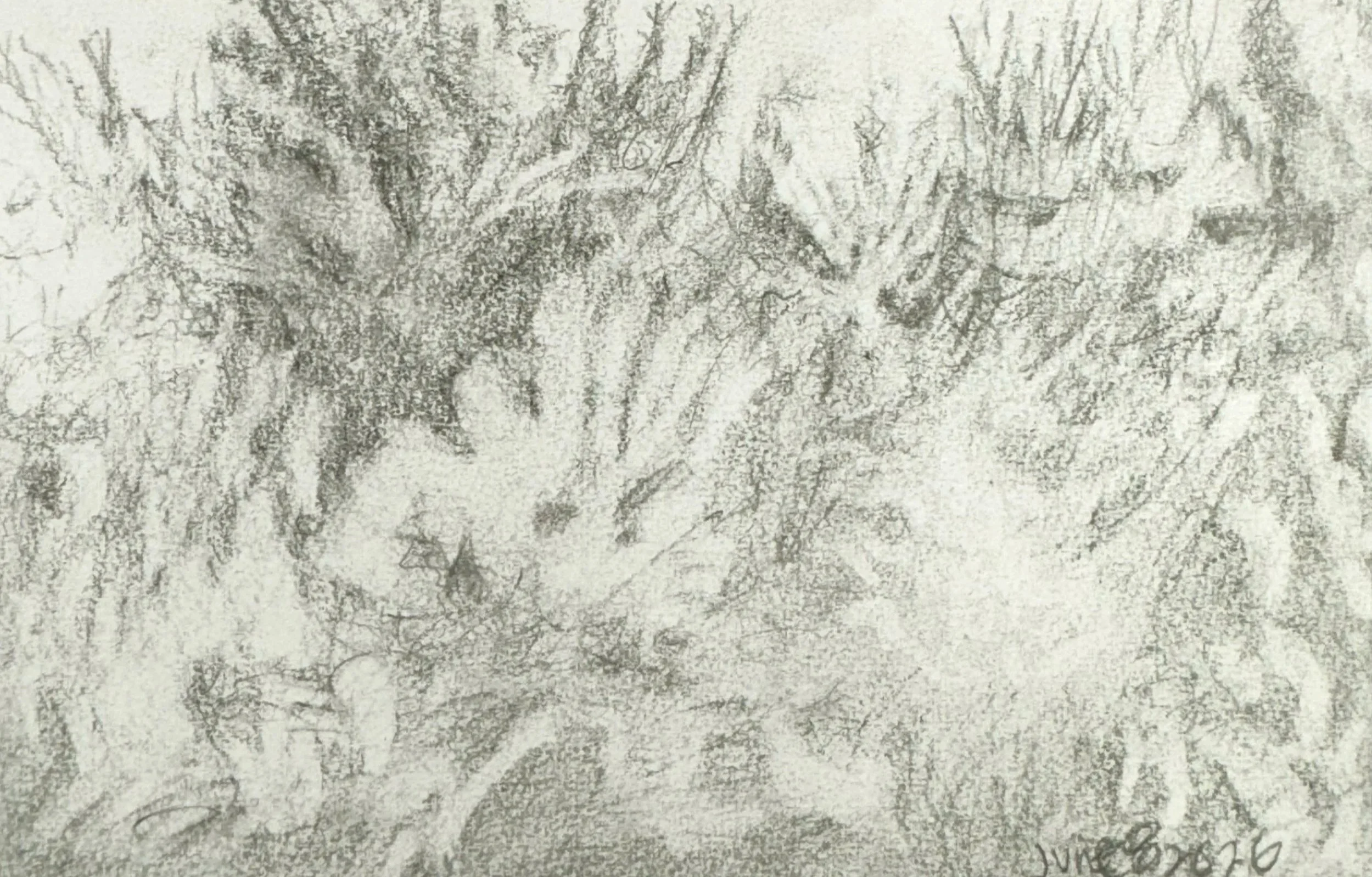 GREENERY, 8.5 x 6 inches, pencil on Canson paper