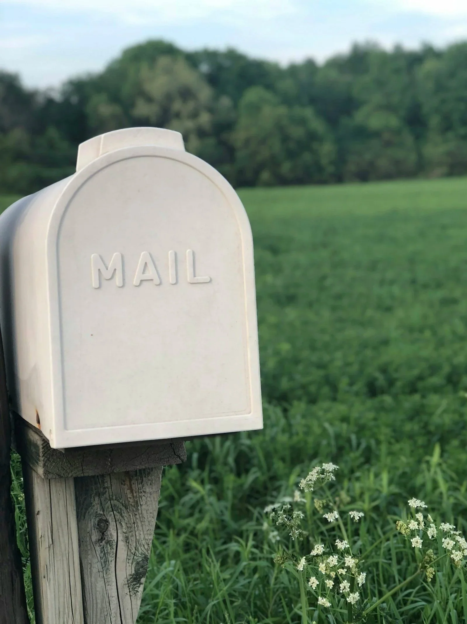 A white mailbox with the word 'MAIL' embossed on it, mounted on a wooden post in a grassy field with white wildflowers and trees in the background.