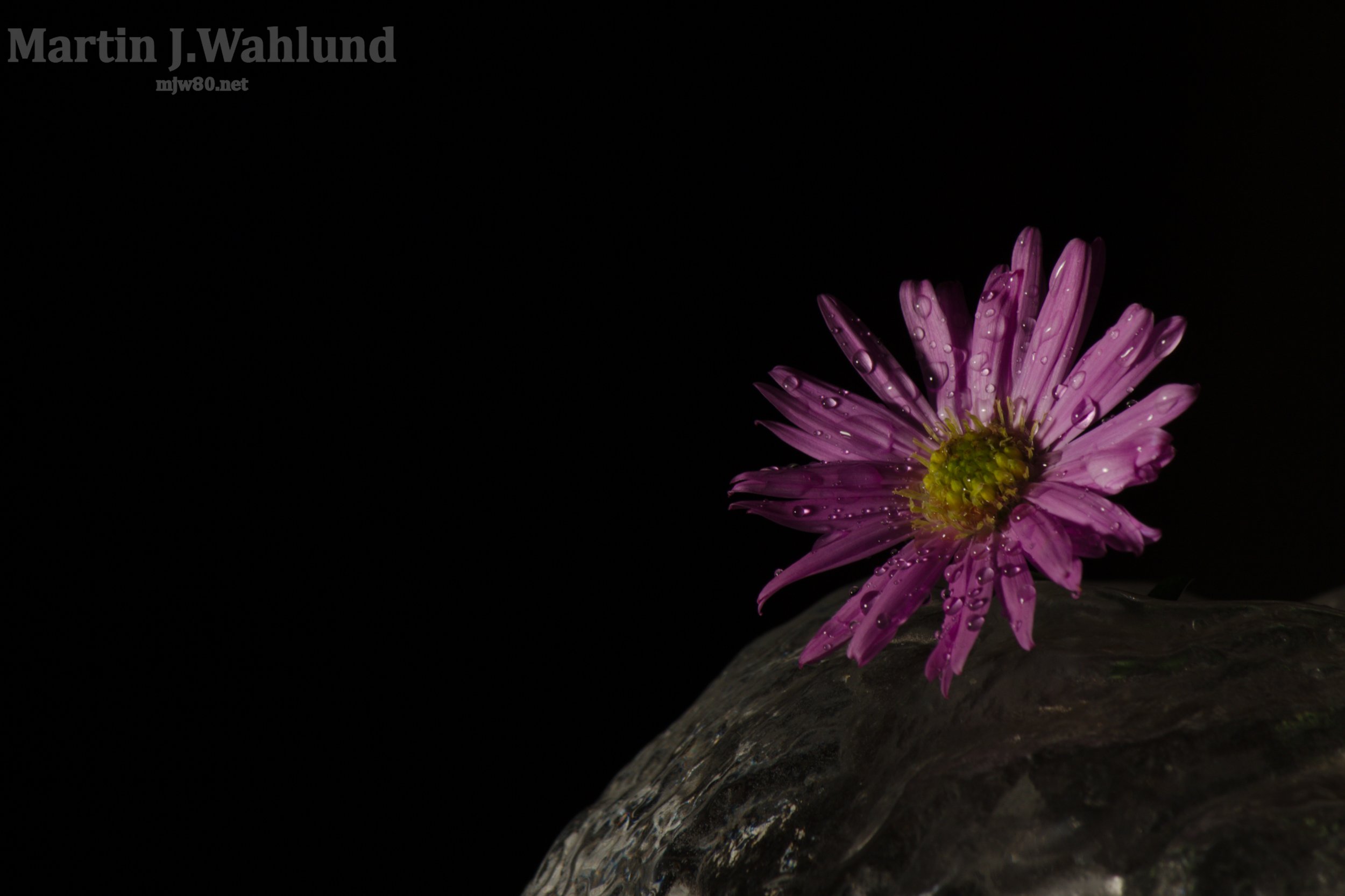 A close-up photo of a pink daisy with water droplets on its petals, resting on a dark rock surface with a black background.