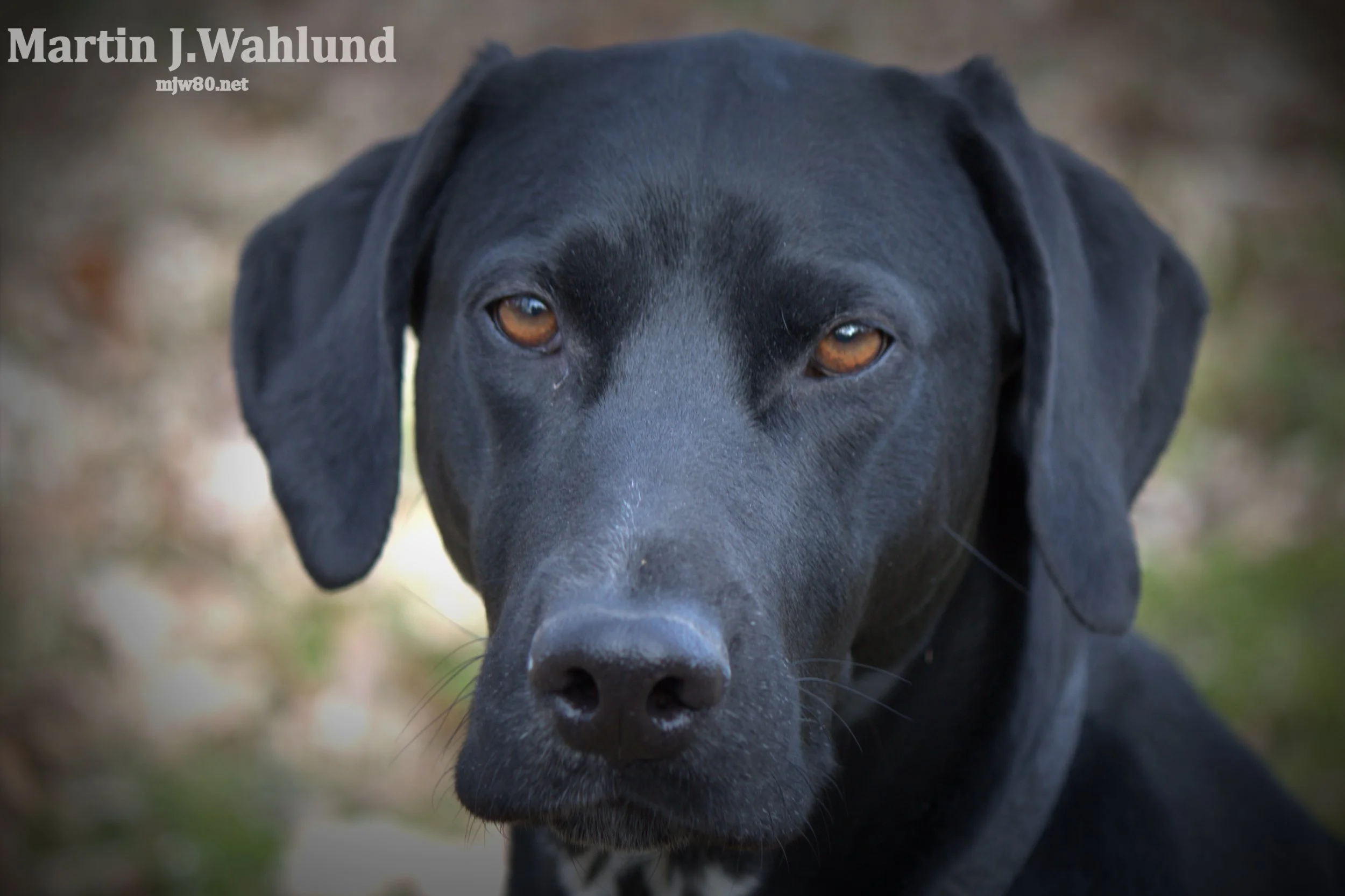 Close-up of a black Labrador Retriever's face with amber eyes, looking directly at the camera, outdoors.