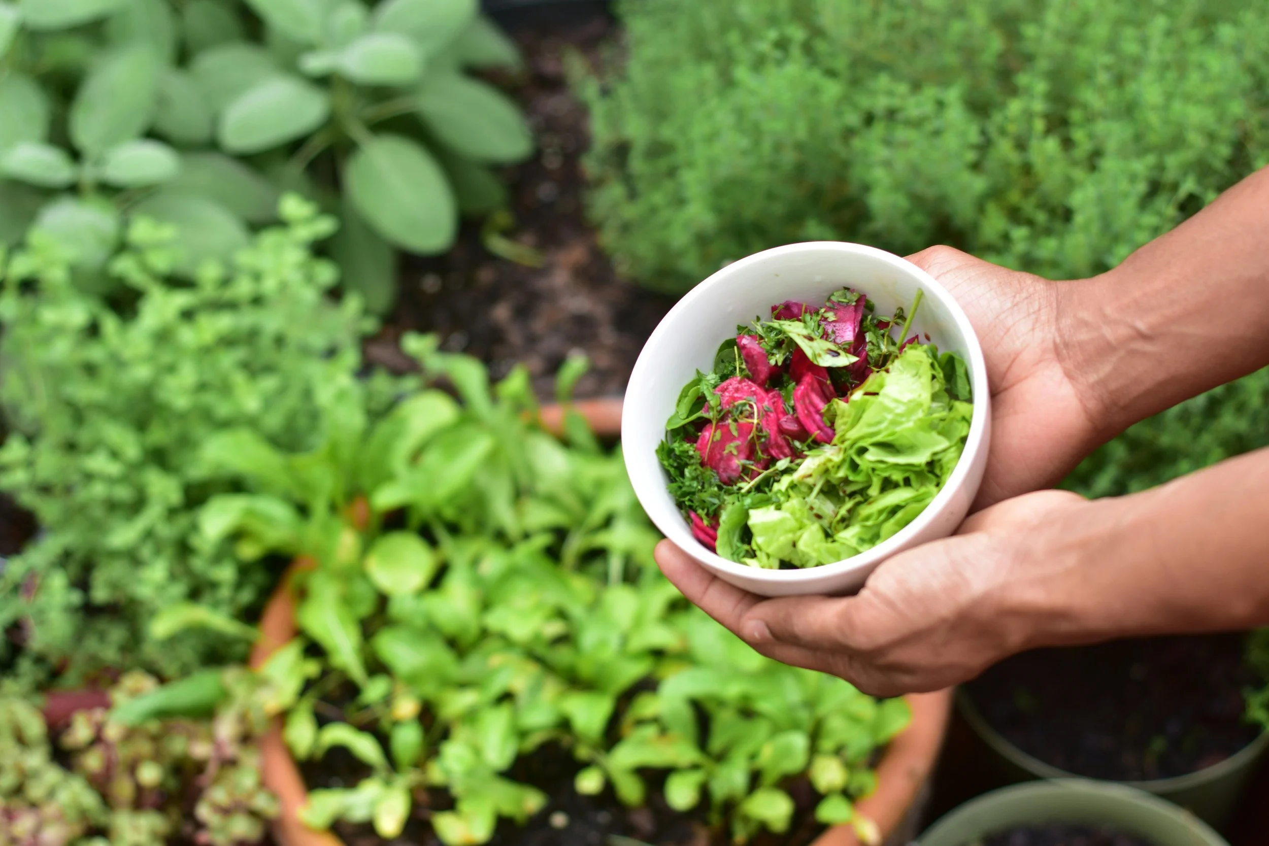 Plant Medicine Diet 10.jpg