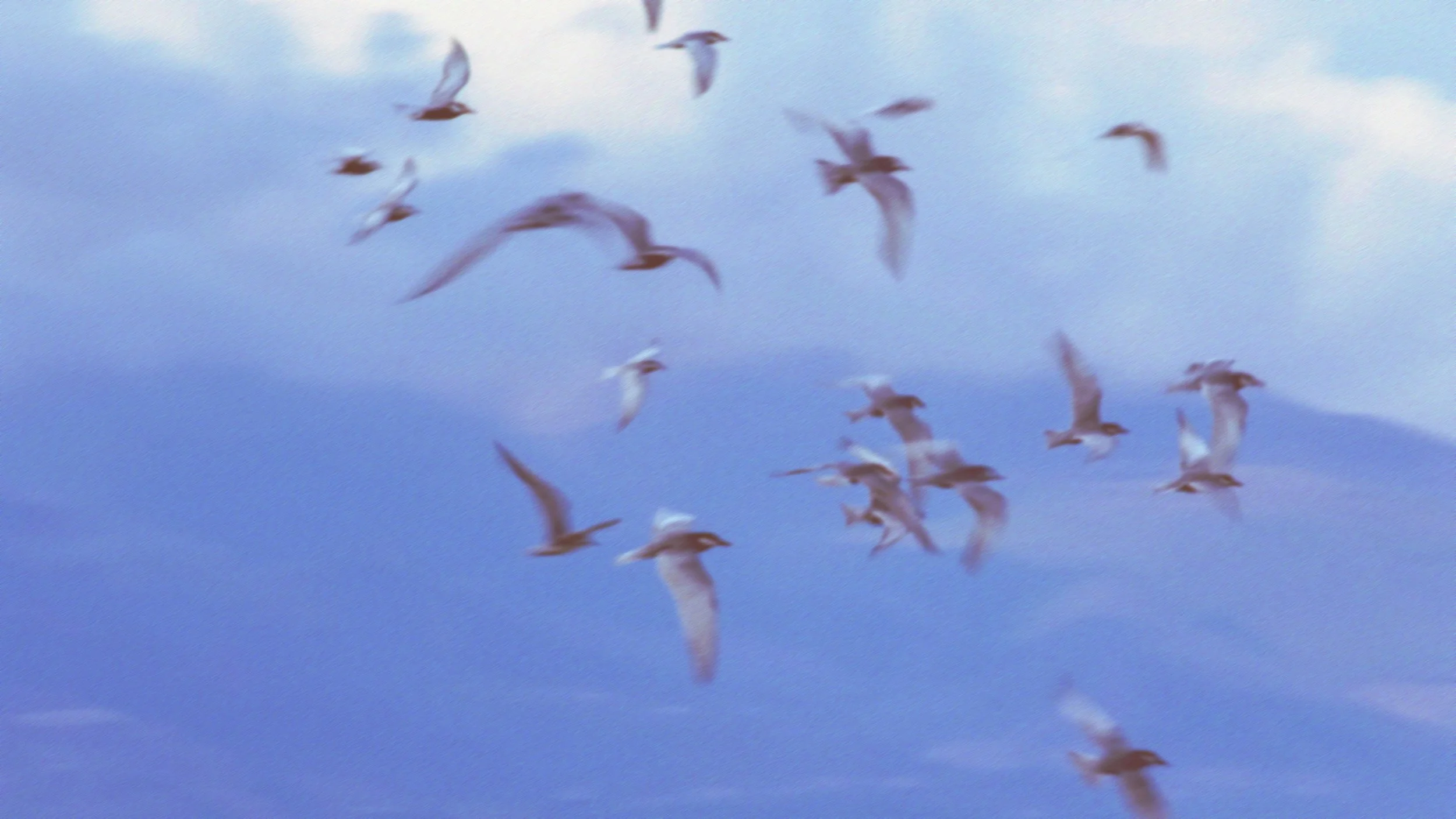 Verschillende vogels vliegen door de lucht tegen een blauwe hemel met lichte wolken.