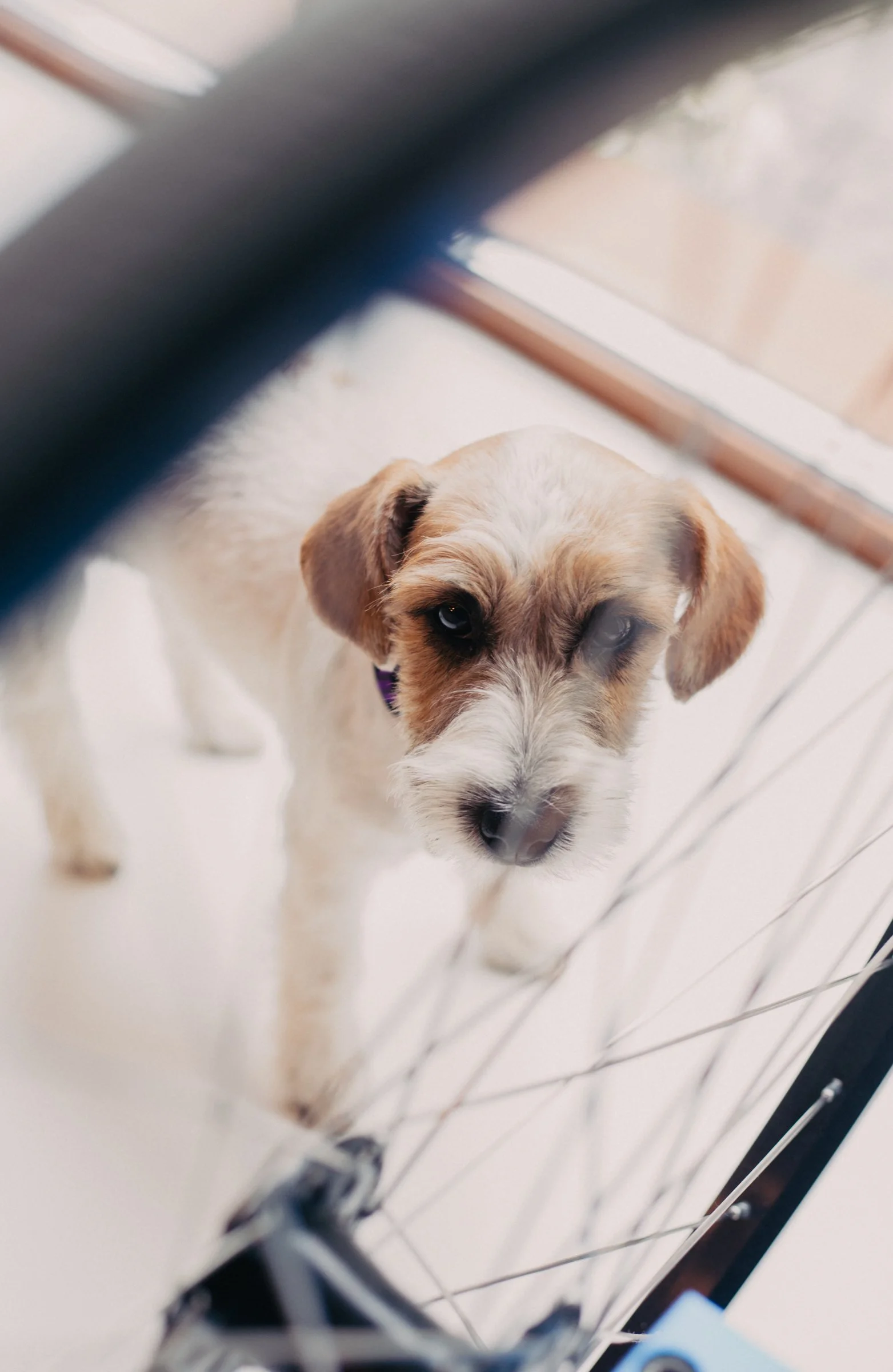 A small dog with light-colored fur and brown ears looking up through a metal fence.