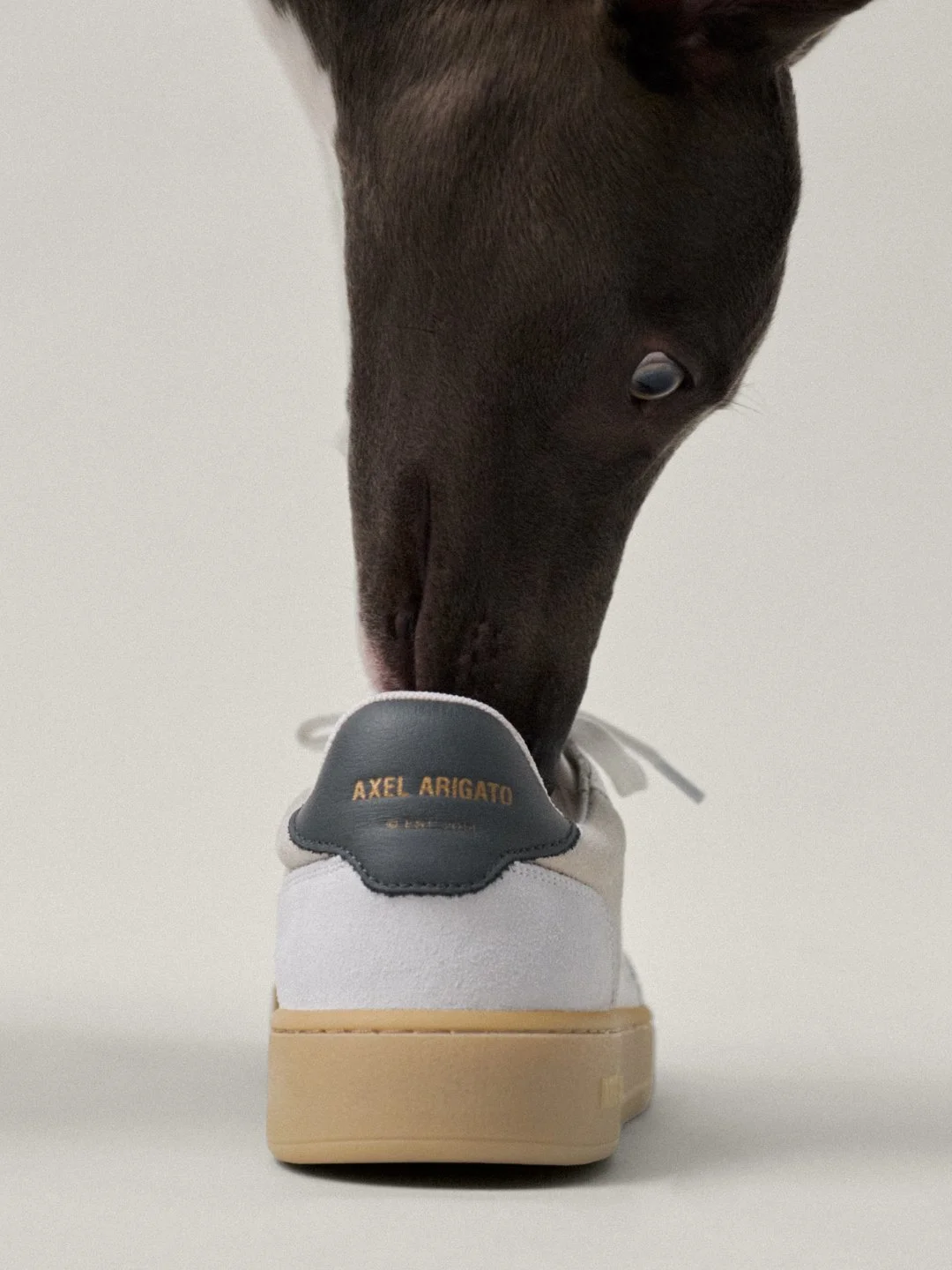 jan_social_dog_shoot_3x4_0004_LCP_20251216_Axel Arigato__Shot 20_116_V3.jpg