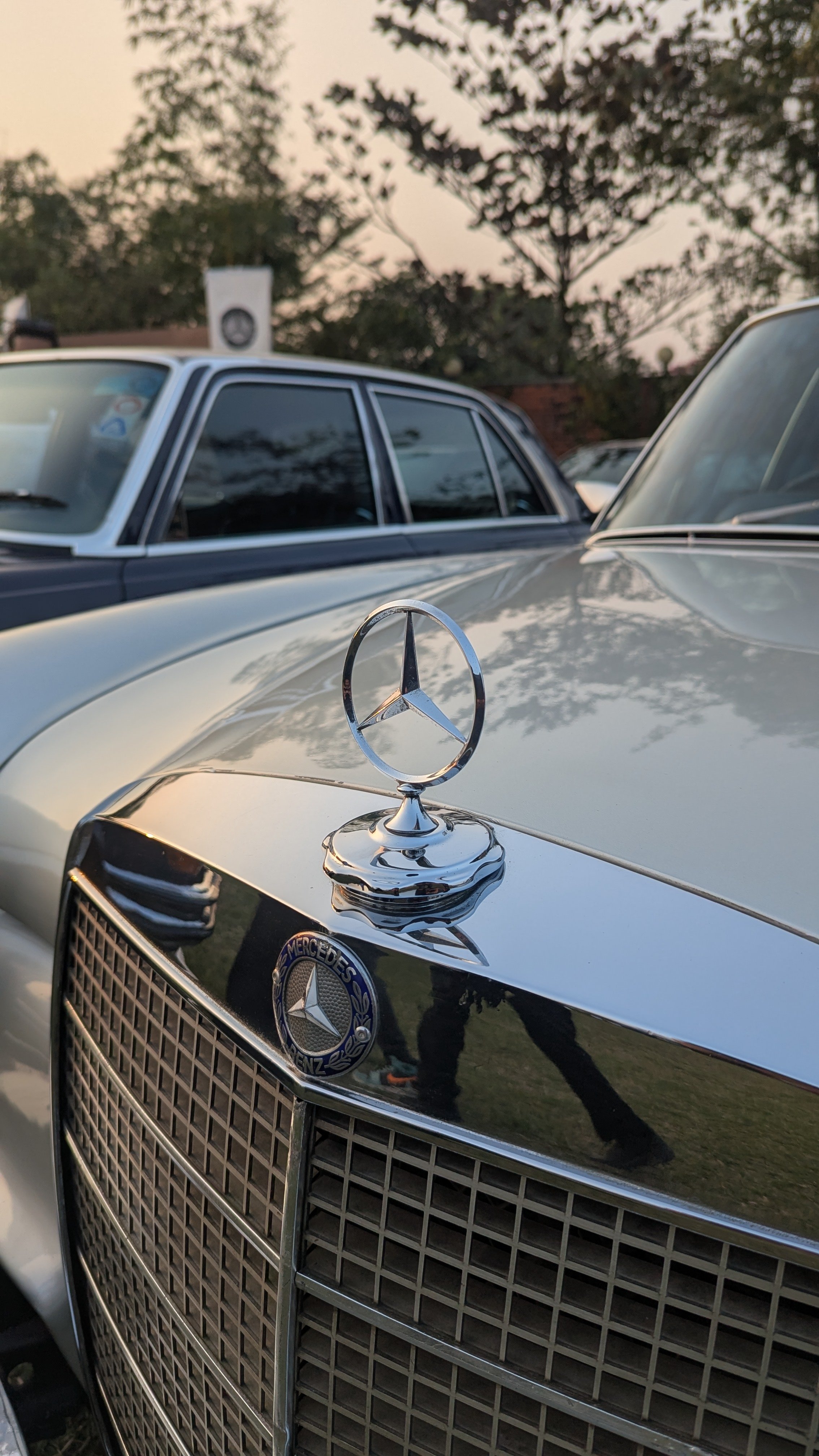 Close-up of a vintage Mercedes-Benz car's front grille and hood ornament, with a Mercedes-Benz badge, in sunlight, with other cars and trees in the background.