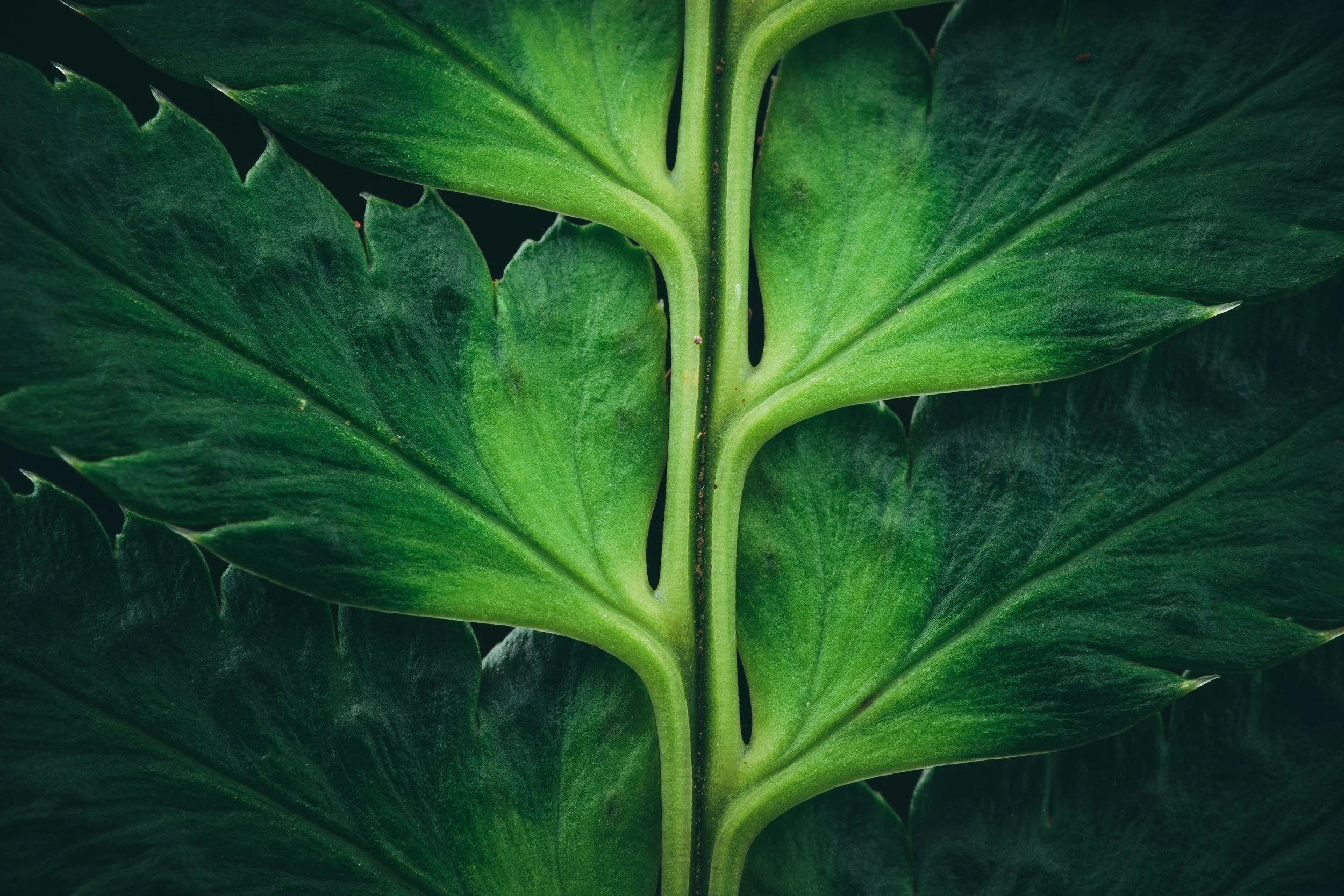 Close-up of green plant leaves with prominent veins and a slightly textured surface.