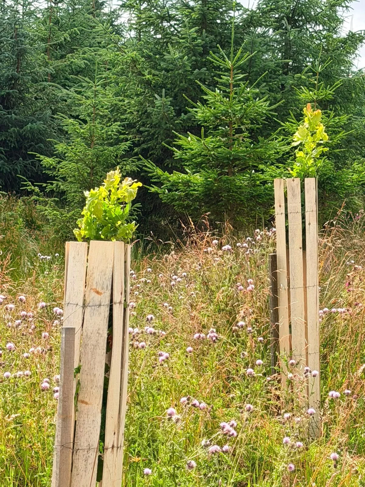 Young trees planted in Pure Poplar Shield tree shelters.