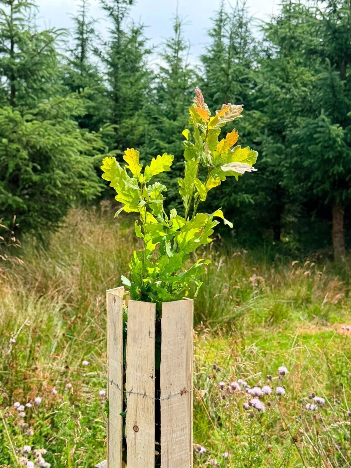 A young tree growing in a poplar tree shelter