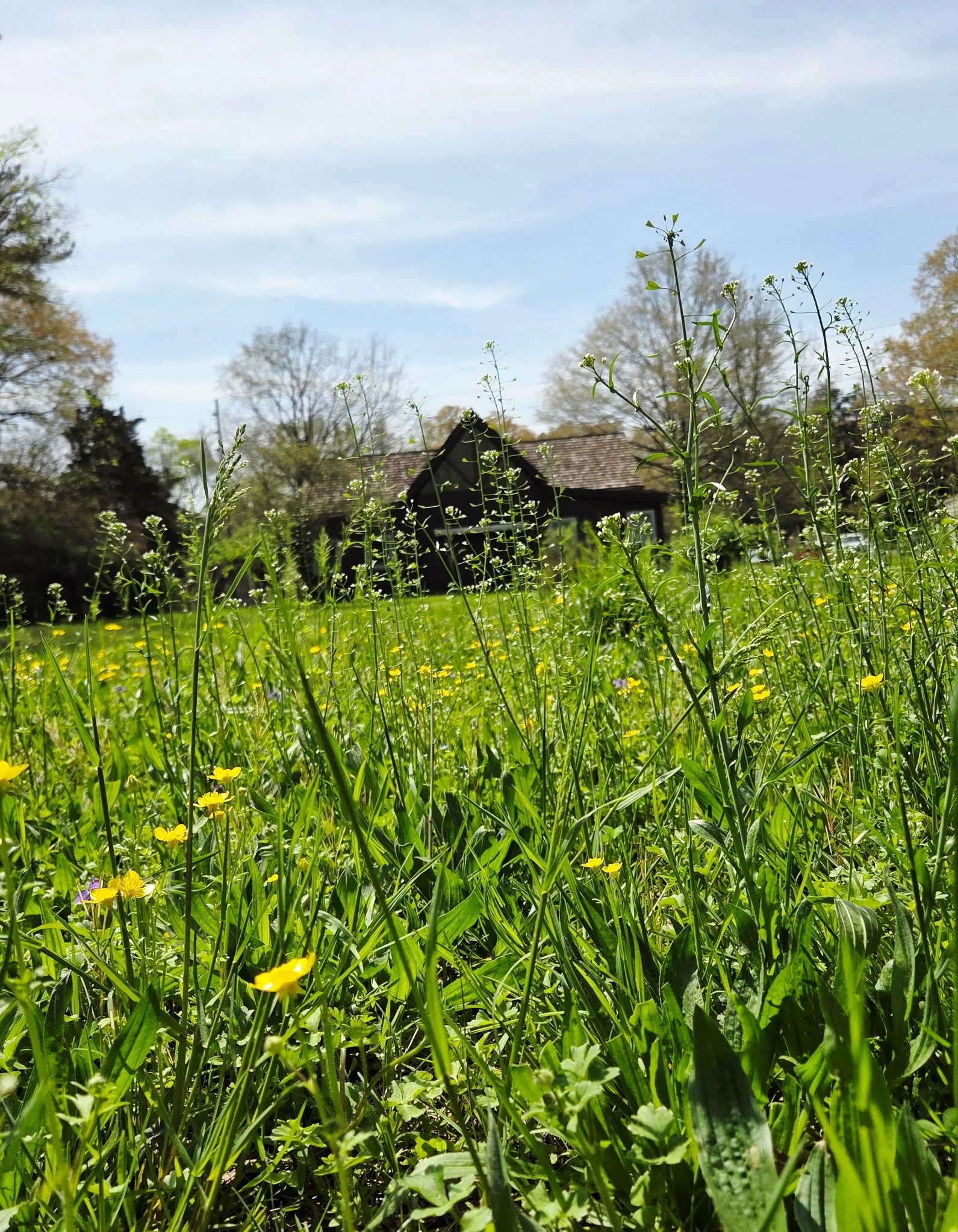 A sunny garden scene with tall green plants and small yellow flowers in the foreground, a small dark house with a sloped roof in the middle ground, and trees with light or no leaves and a partly cloudy sky in the background.