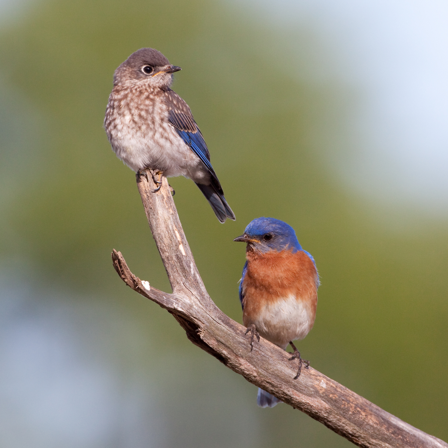 Two Eastern Bluebird birds perched on a branch against a blurred green background. One bird has a blue and orange coloration, while the other has a brown and blue feathers.