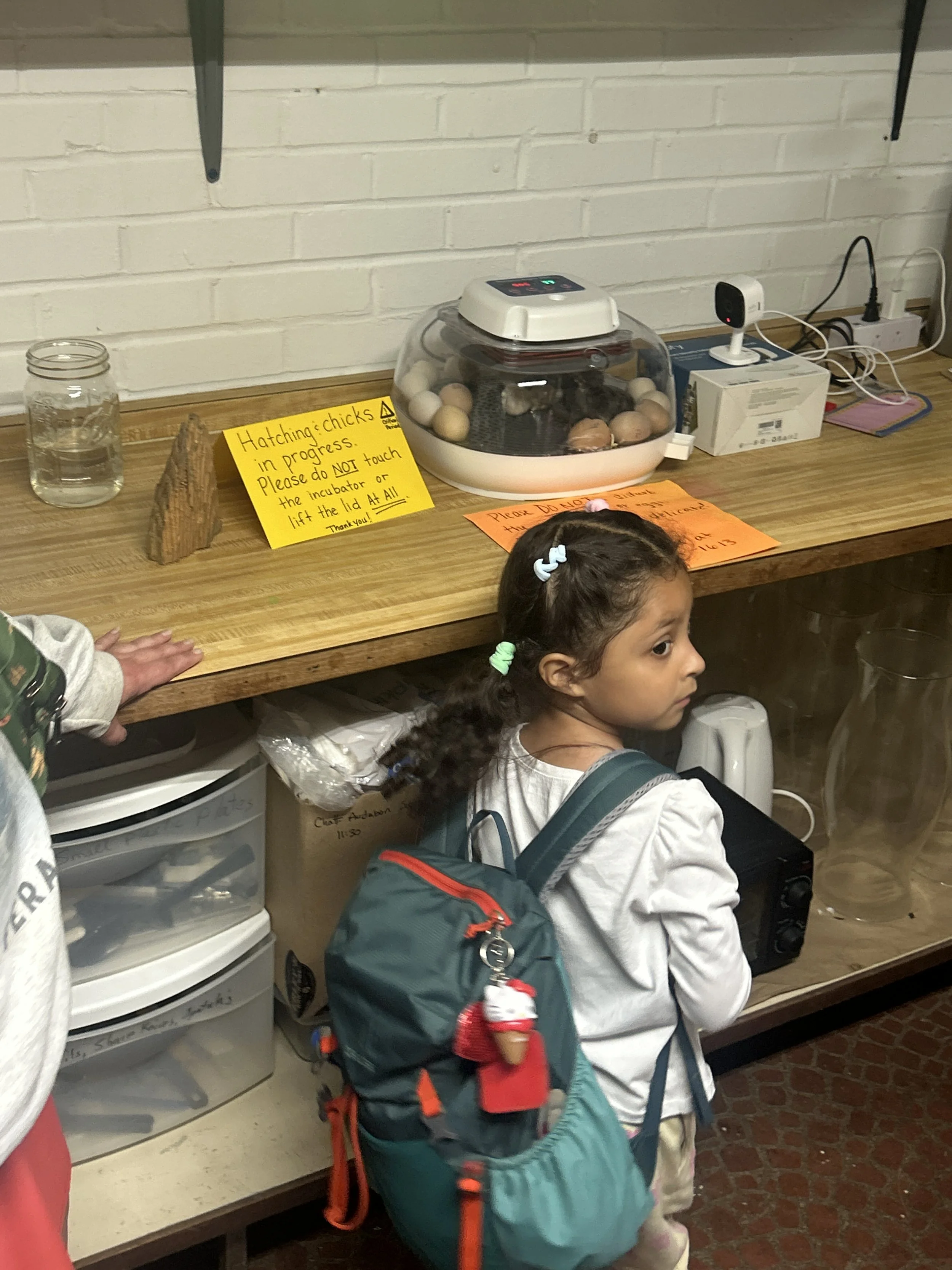 Young girl with a backpack and hair clips standing in front of a table with hatchable eggs, the 2025 experiment.