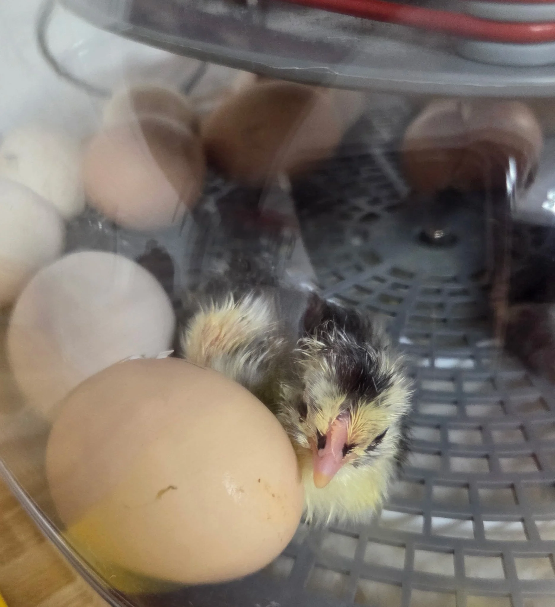 A small chick with black and yellow feathers hatching from a white egg inside an incubator.