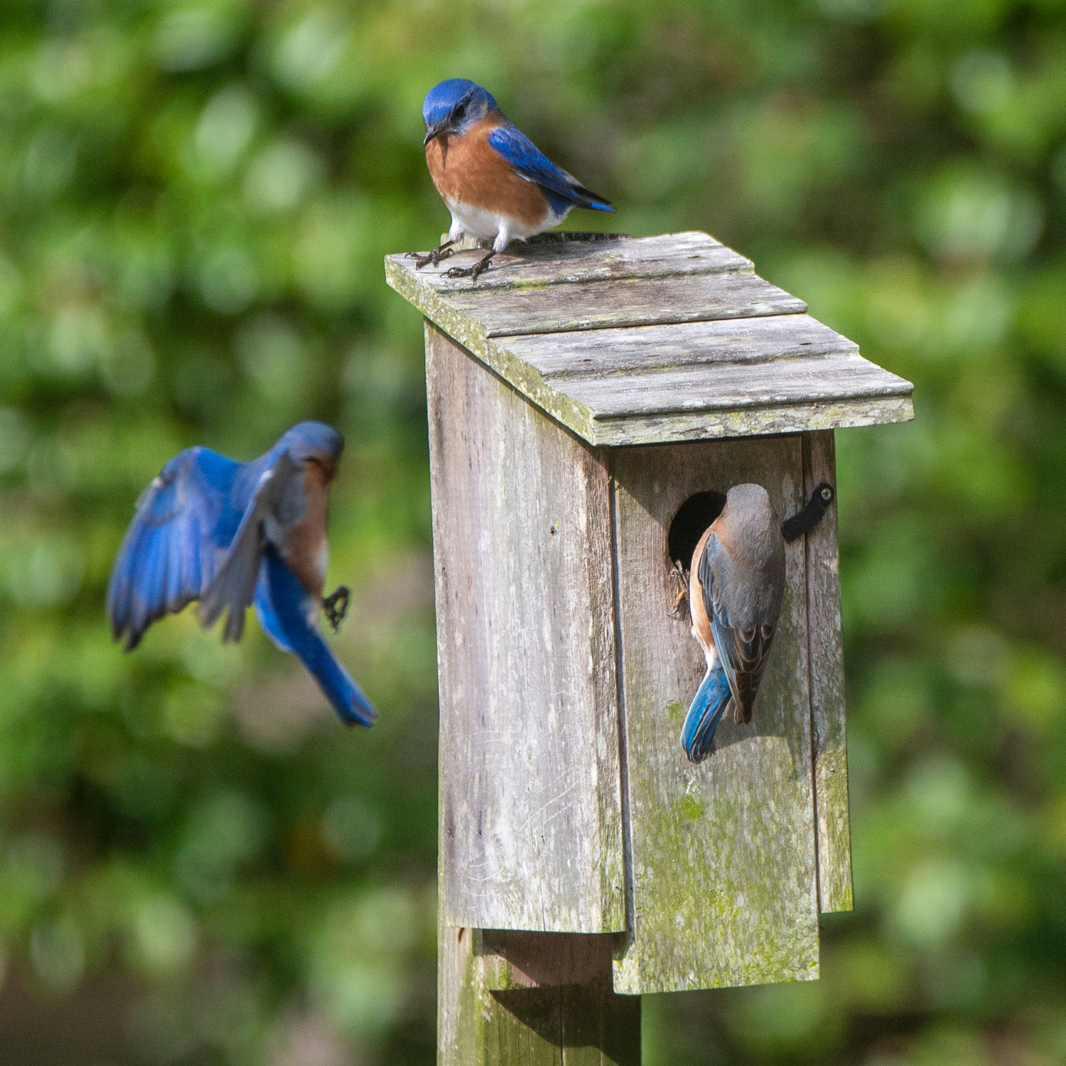 Three Eastern Bluebirds around a wooden birdhouse. One bluebird is perched on top of the birdhouse, while the other two are entering or leaving the birdhouse.