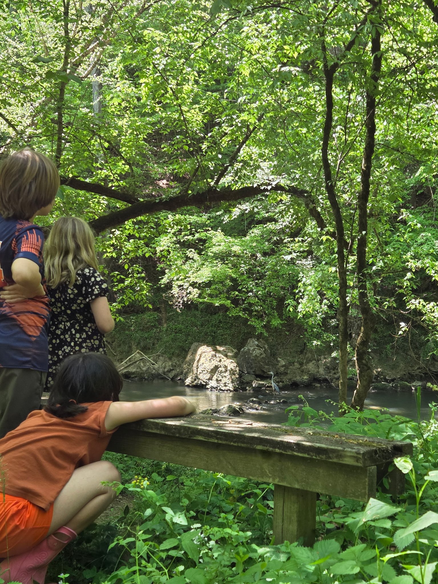 Children observing a heron standing by a river in a lush green forest.