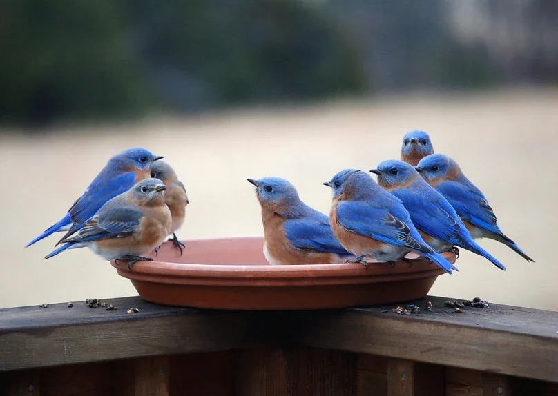 A group of small blue and brown birds gathered around a shallow terracotta dish, sitting on a wooden fence or railing outdoors with a blurred background.