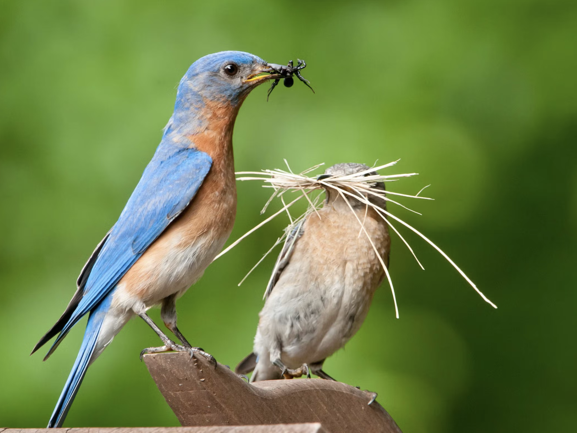 A colorful bird, possibly a Western Scrub-Jay, standing on a branch and holding a large insect in its beak, with a nest containing another bird nearby on a branch against a blurred green background.