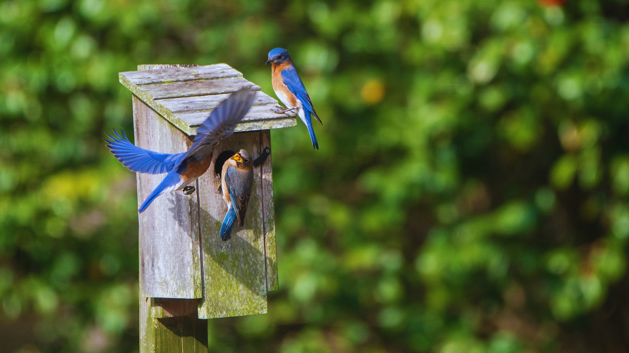 Three Eastern Bluebirds, at a weathered wooden birdhouse surrounded by greenery.