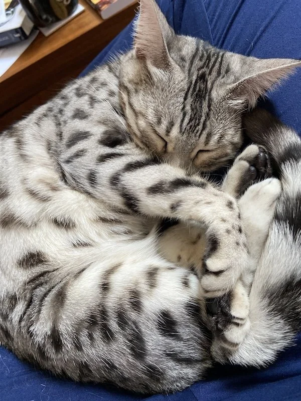 A gray tabby kitten sleeping curled up with its paws near its face.