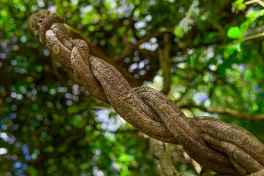 Close-up of a thick, twisted tree branch with a blurred green leafy background.