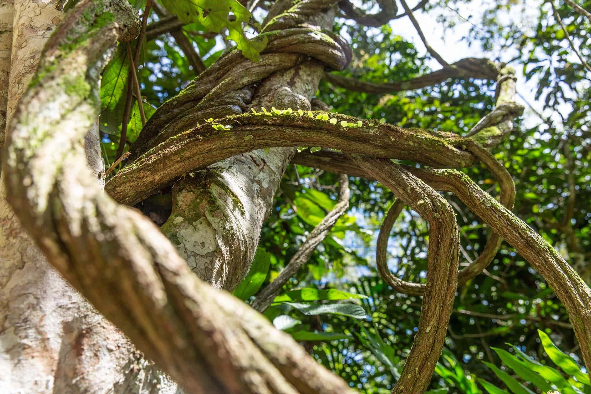Close-up view of a tree trunk with climbing vines and green leaves, sunlight filtering through the canopy.