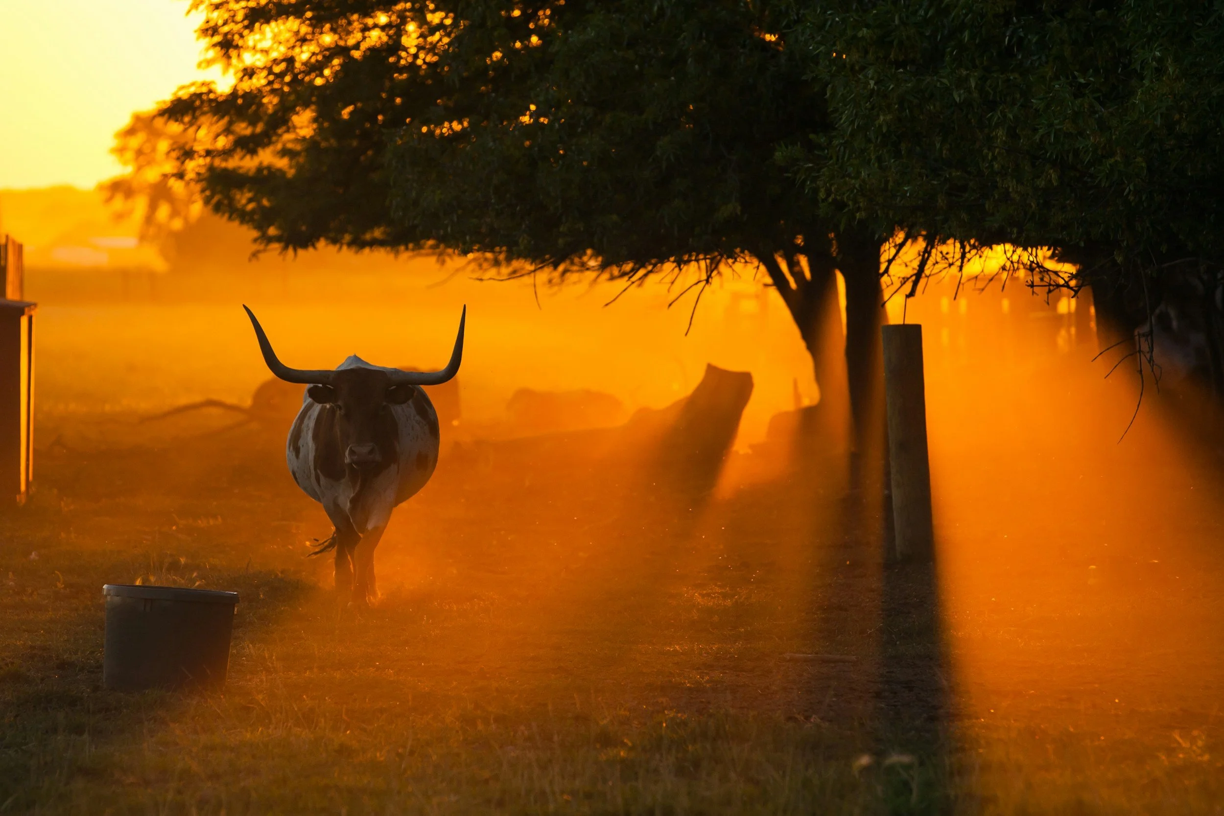 Longhorn cattle at sunset on a ranch, representing J. Penn Aerospace Group's agricultural and ranch operations clients