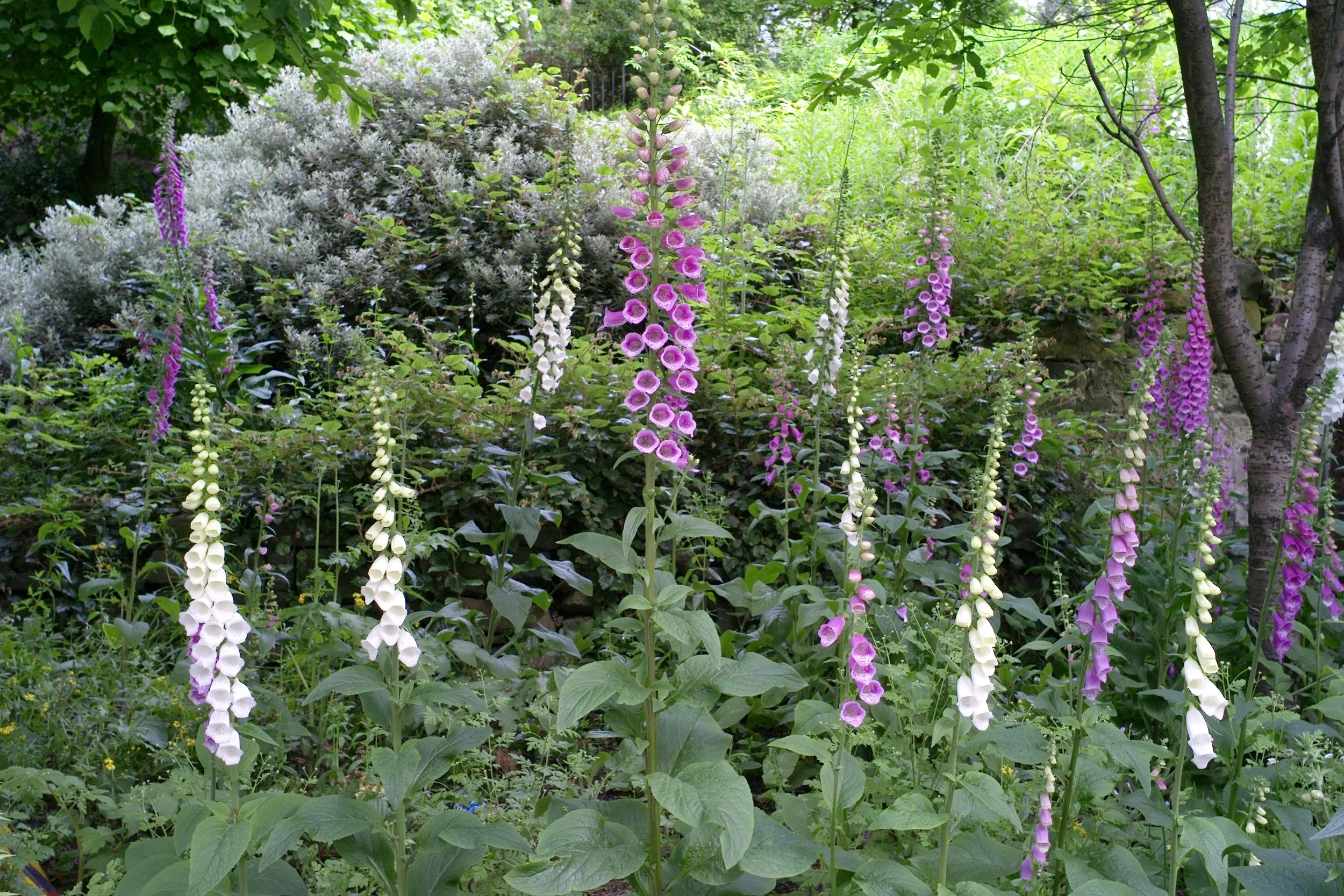 L1000545.jpg