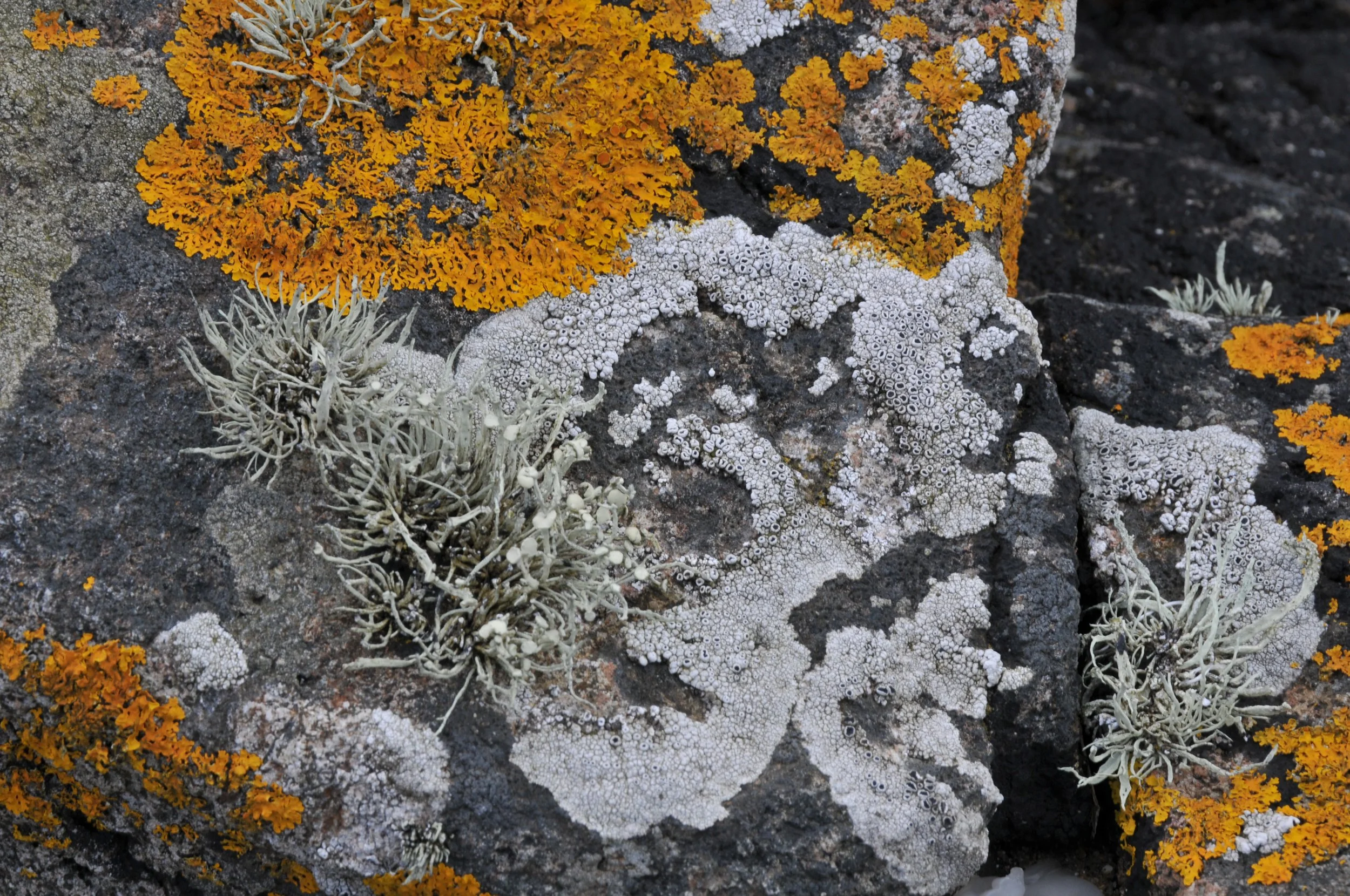 Lichens