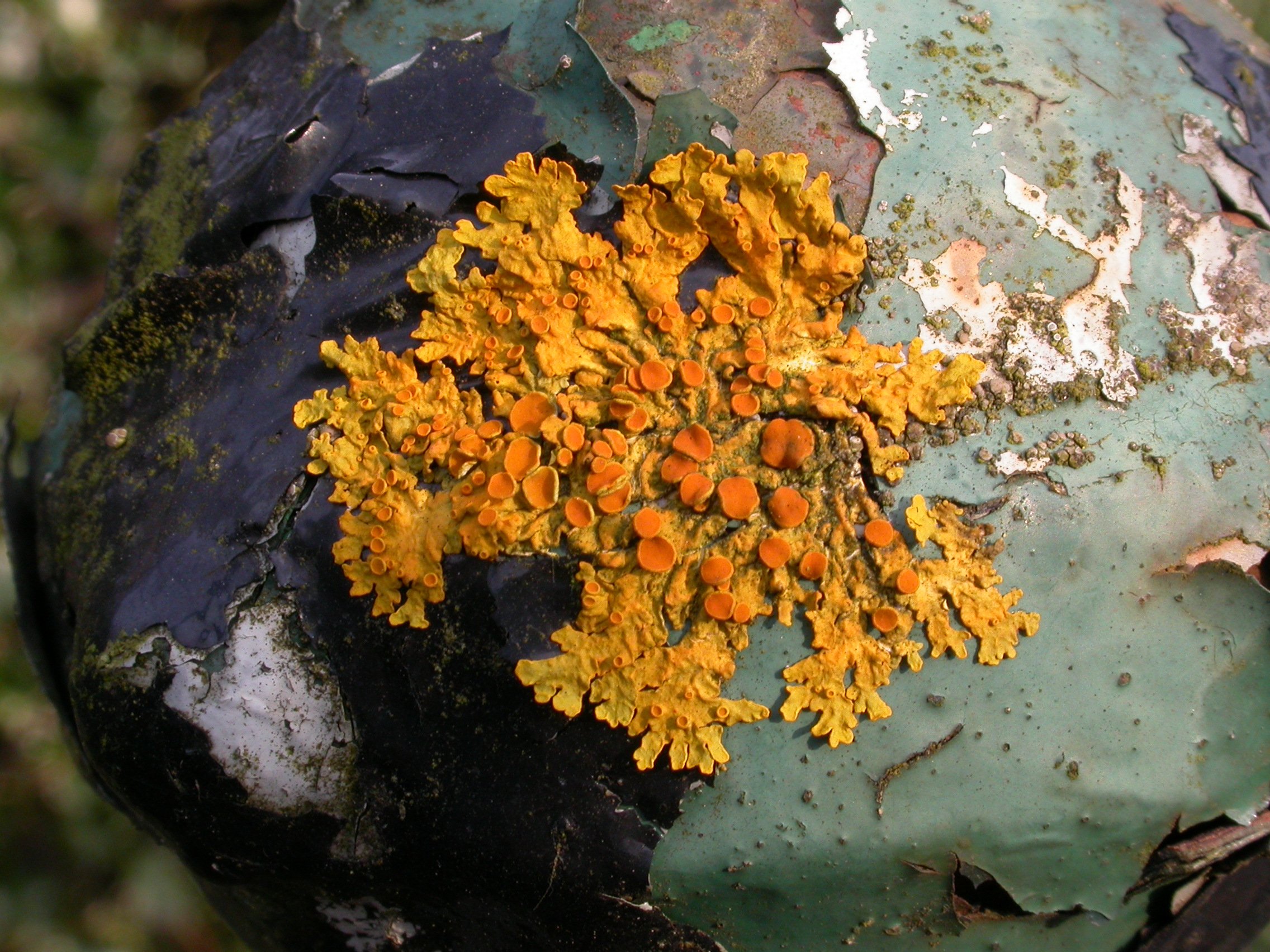 Lichen on paint.jpg
