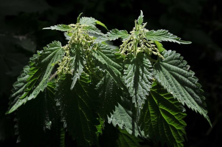 Urtica_dioica.jpg
