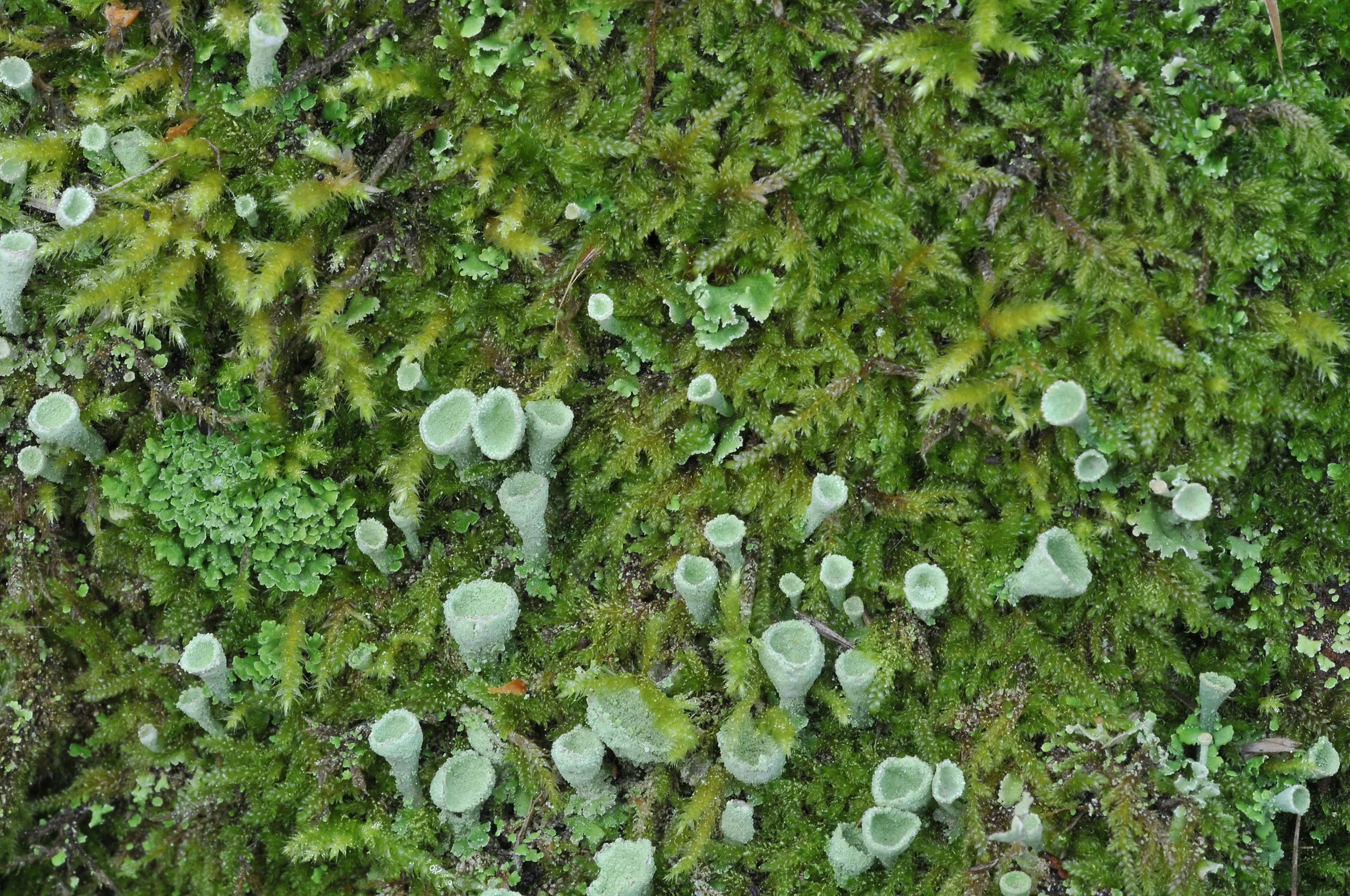 DSC_2504.JPG