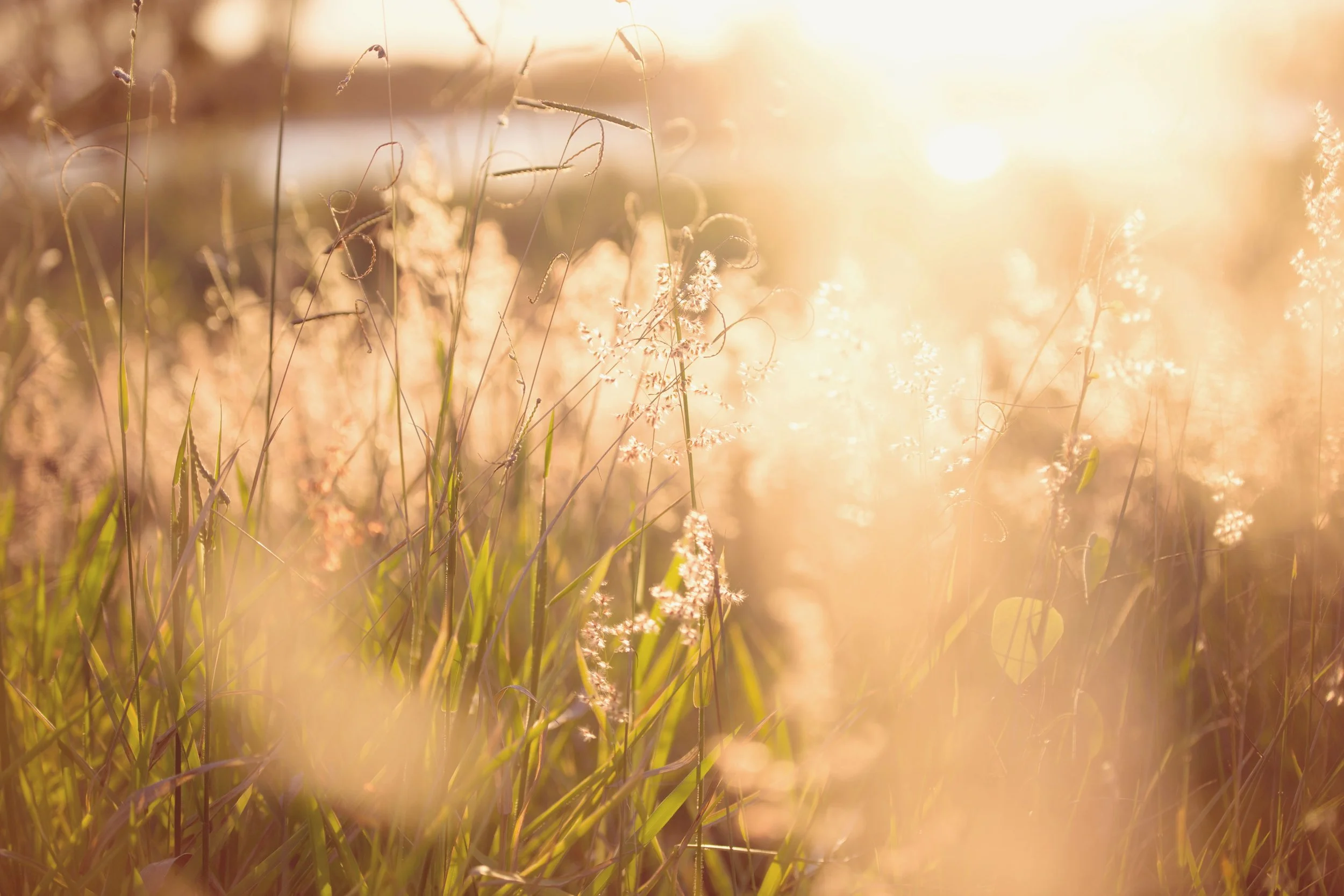 A field of tall grass and wildflowers illuminated by warm sunlight, with a soft focus and glowing bokeh effect.