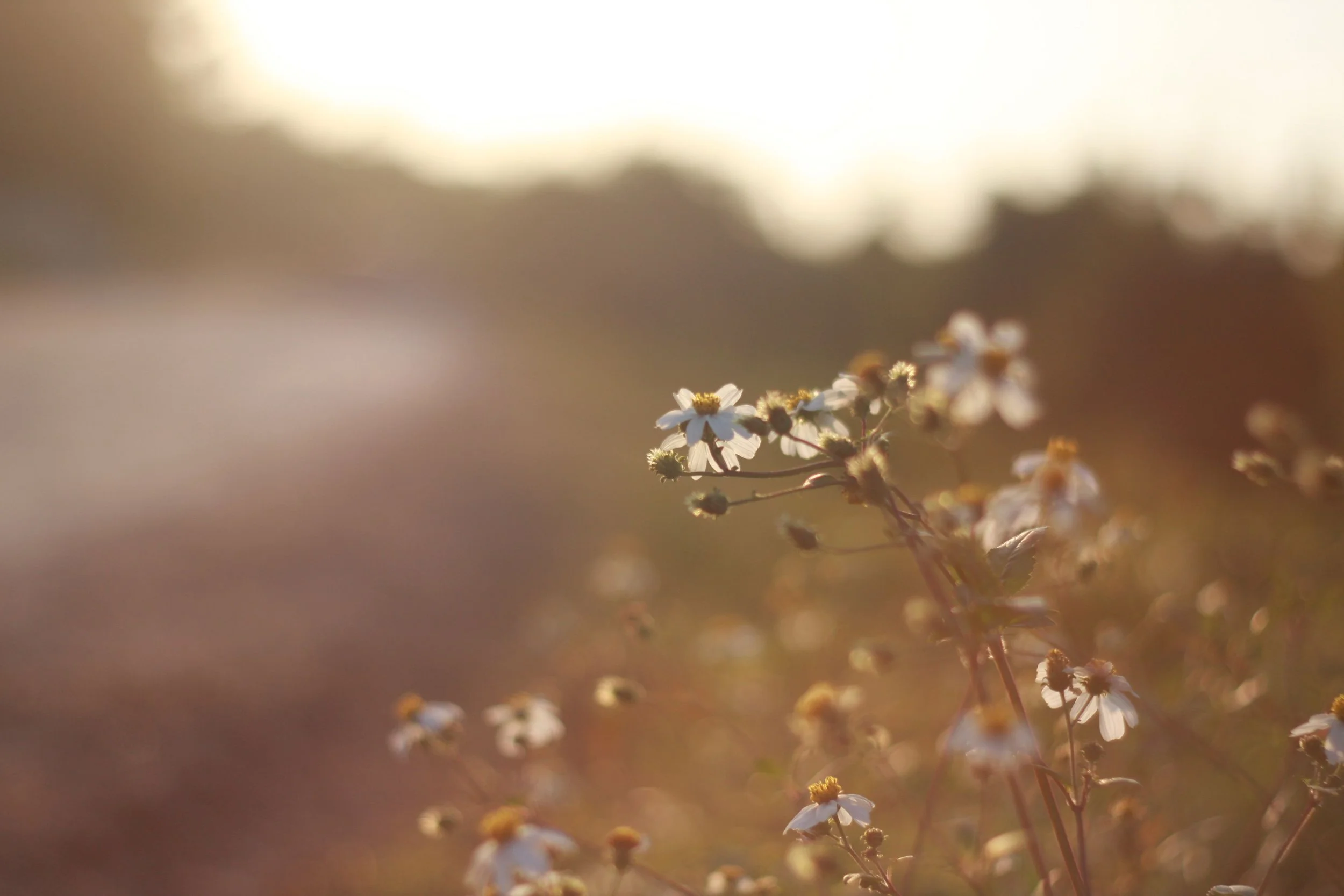 Close-up of small white flowers with yellow centers on a blurred background of warm, golden hues during sunset.