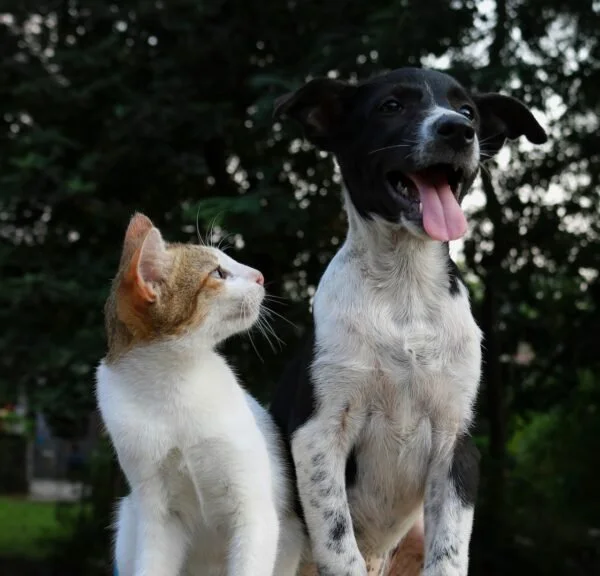 Paws, Scales, and Feathers: Which Pets Bring the Most Mindfulness Home?